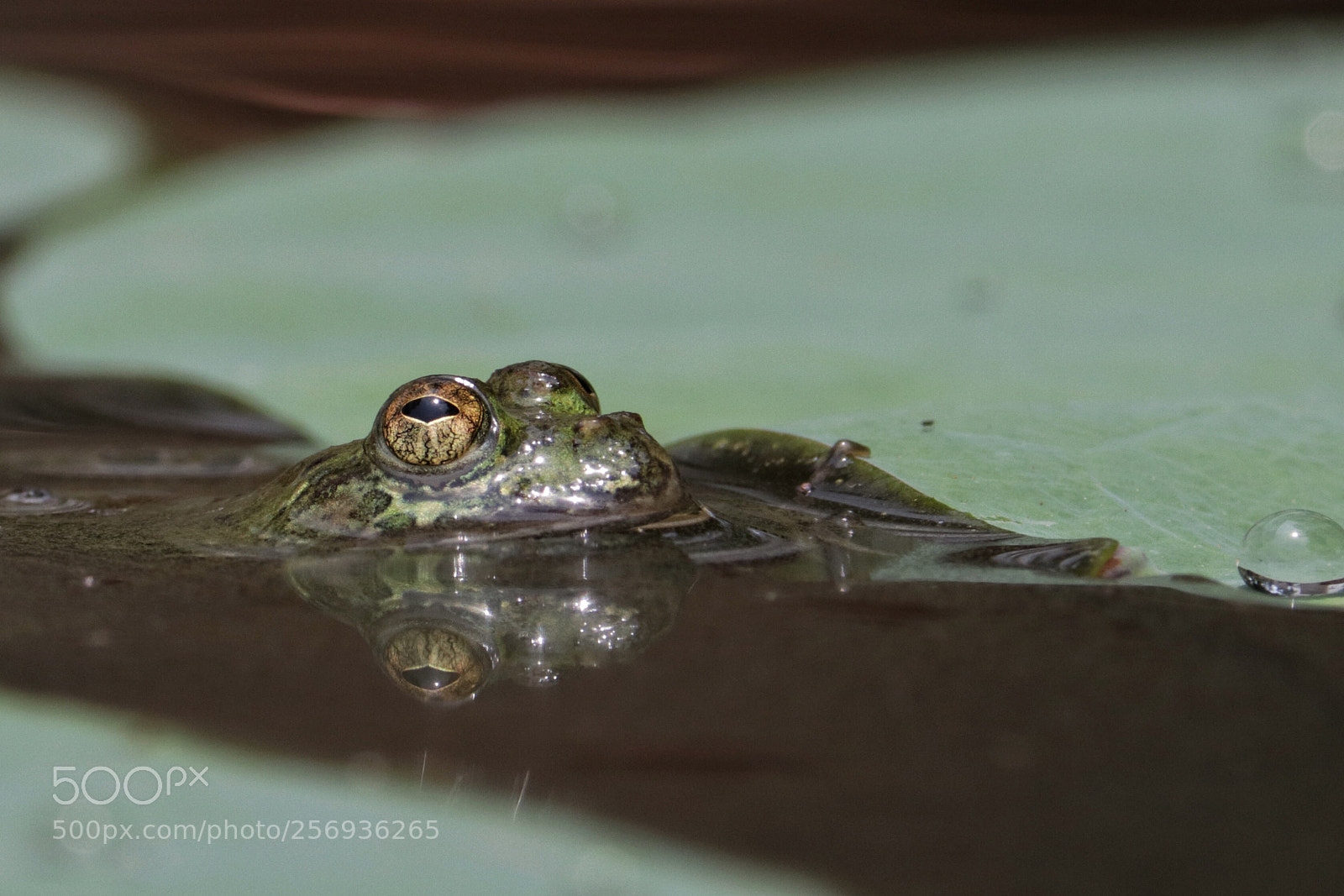 Canon EOS 80D sample photo. Reflection  photography
