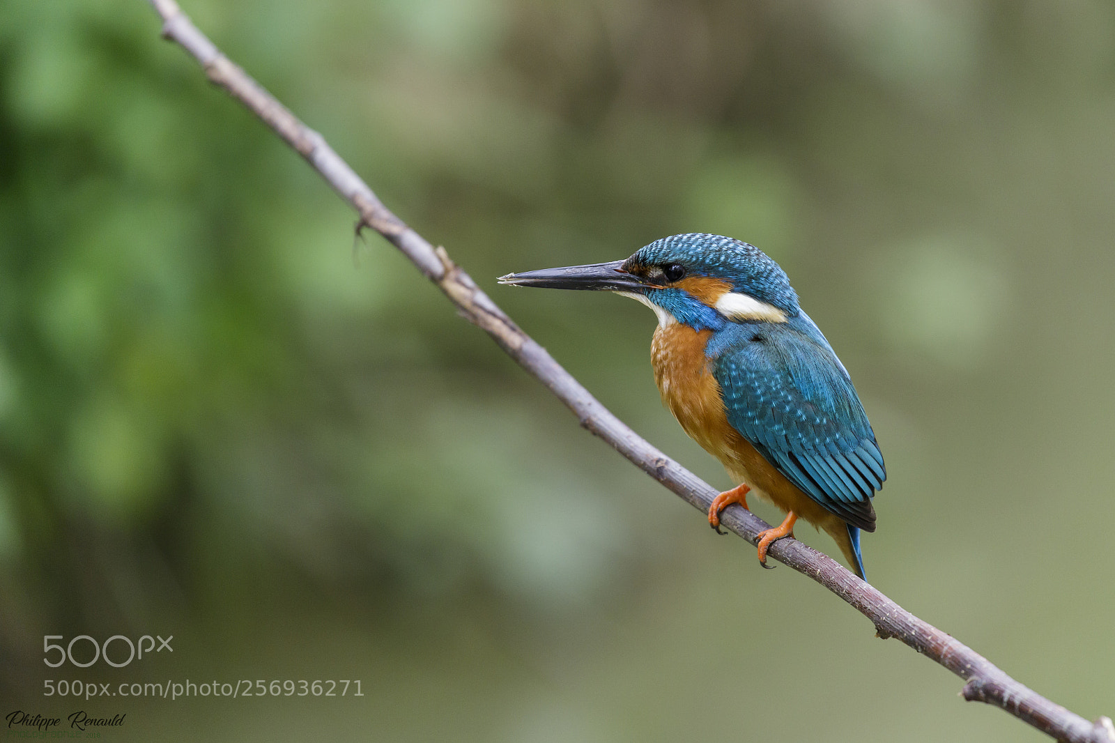 Canon EOS 6D Mark II sample photo. Martin-pêcheur d'europe photography