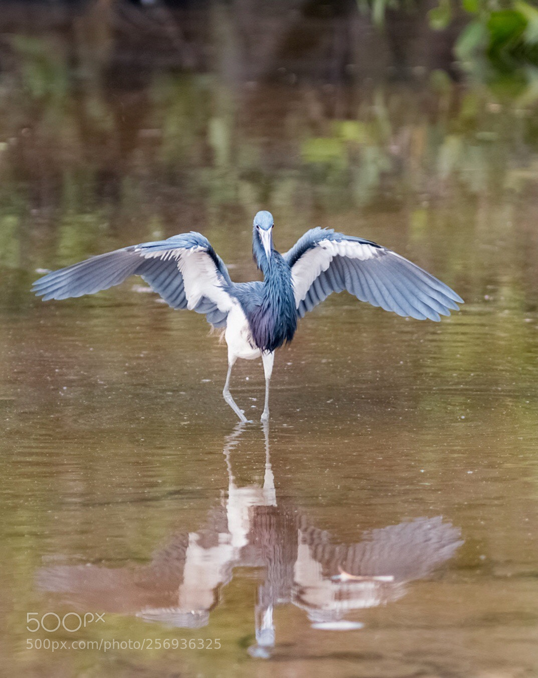Canon EOS 70D sample photo. Reflet  photography