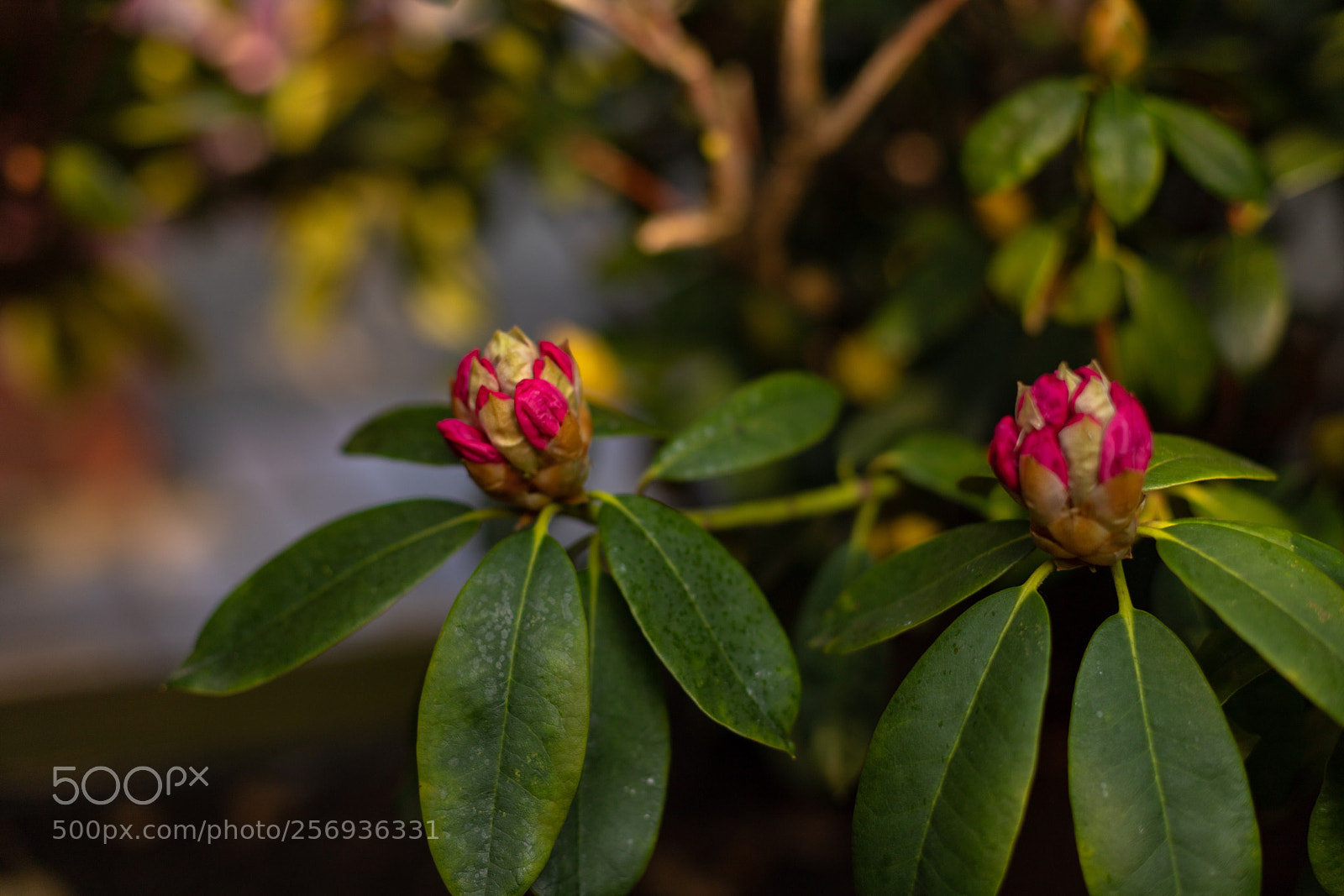 Canon EOS 6D Mark II sample photo. Rhododendron  photography