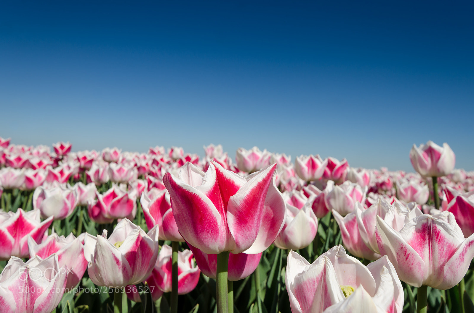 Nikon D7000 sample photo. Dutch tulips photography