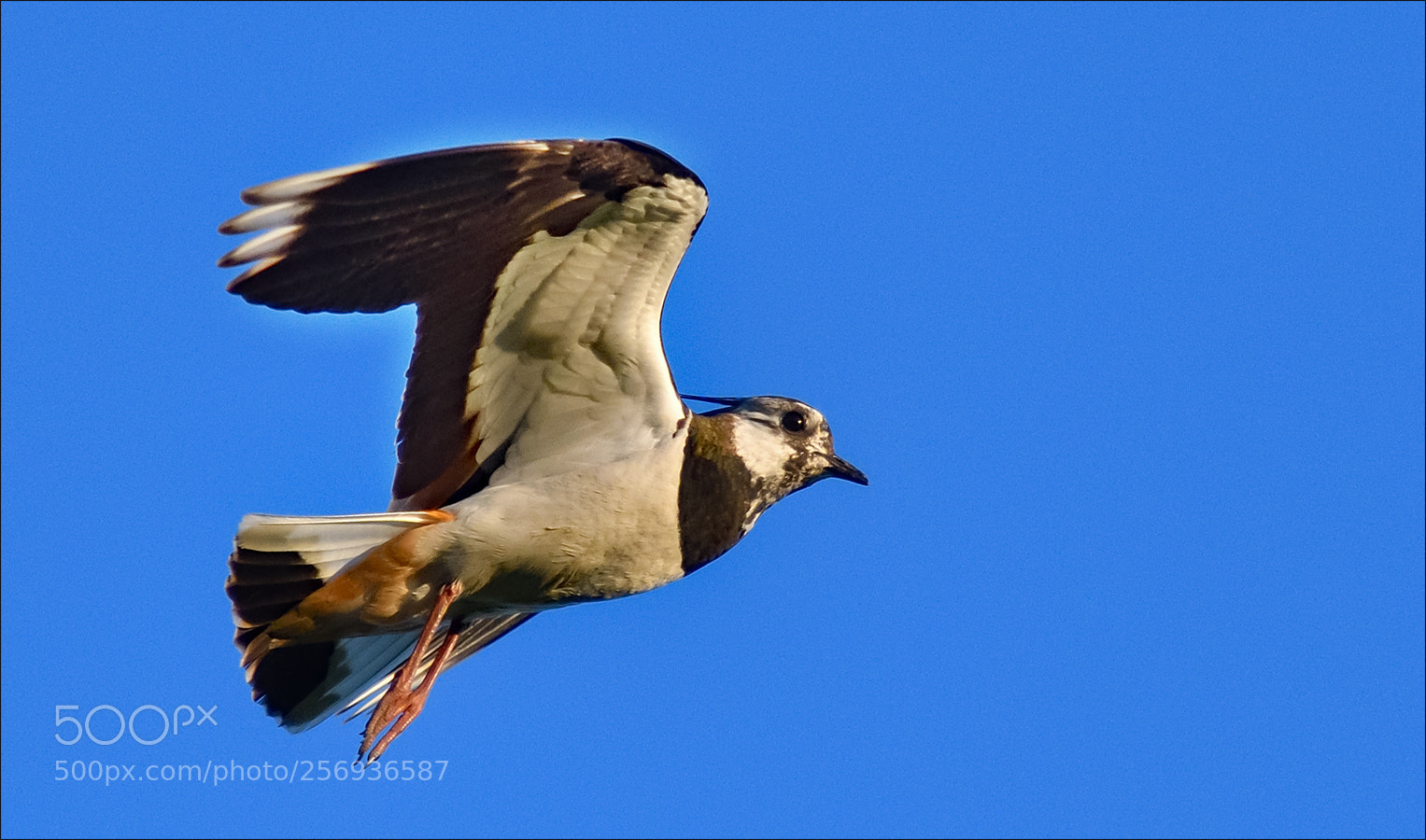 Nikon D500 sample photo. Flying bird photography