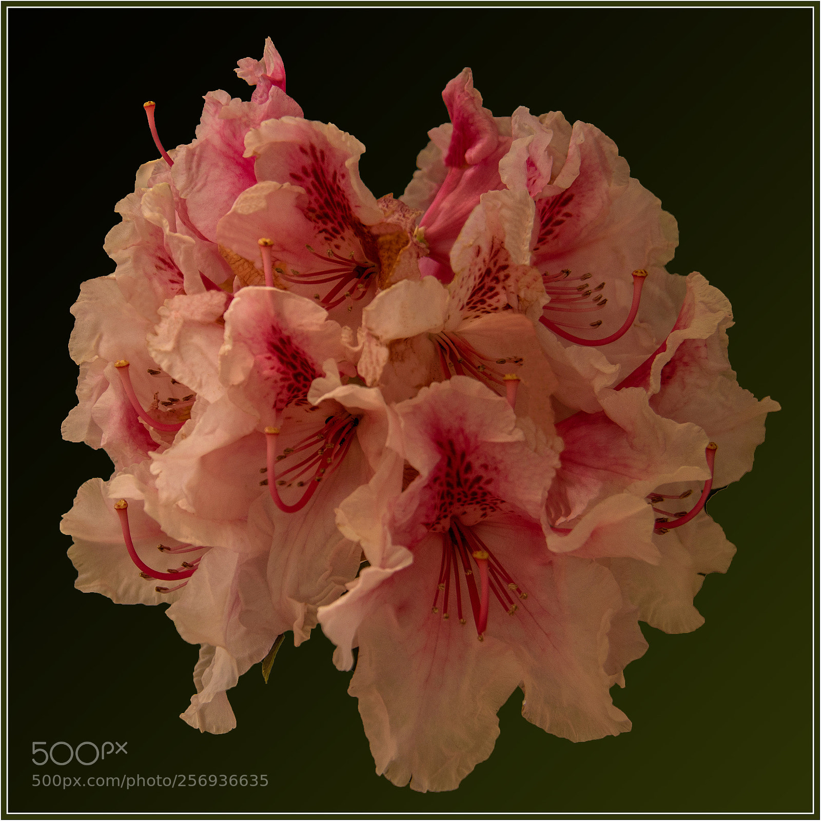 Canon EOS 7D Mark II sample photo. Dentelle natuelle photography