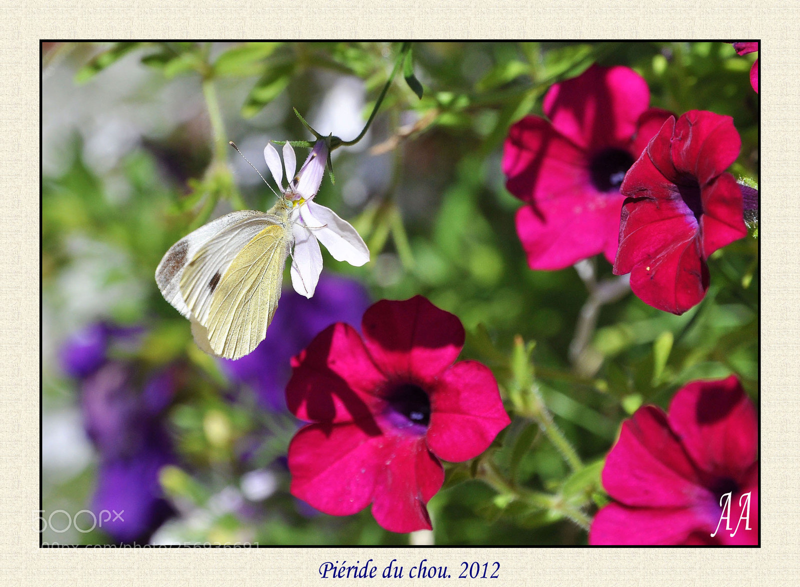 Nikon D90 sample photo. Piéride du chou photography