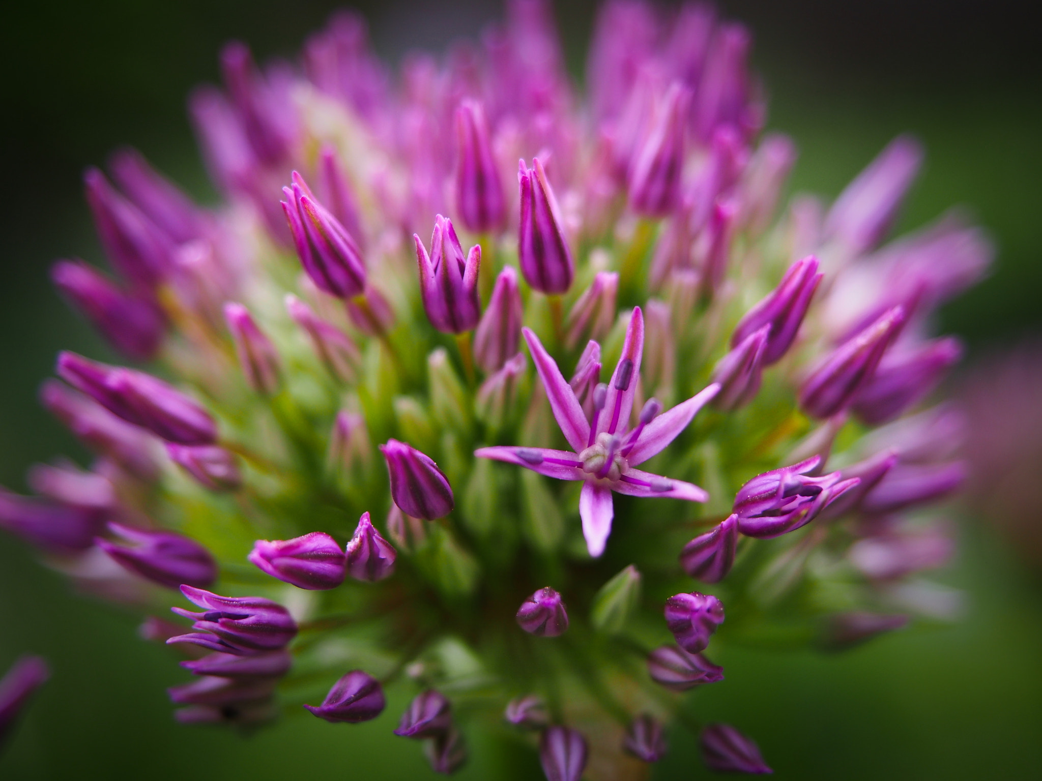 Olympus PEN E-PL5 sample photo. Flower star photography