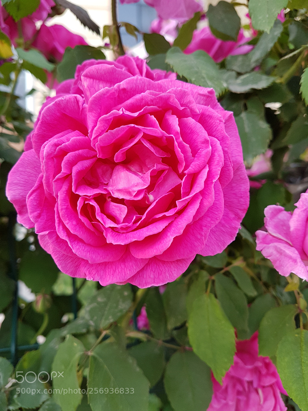 Samsung Galaxy S7 Edge sample photo. Untitled photography