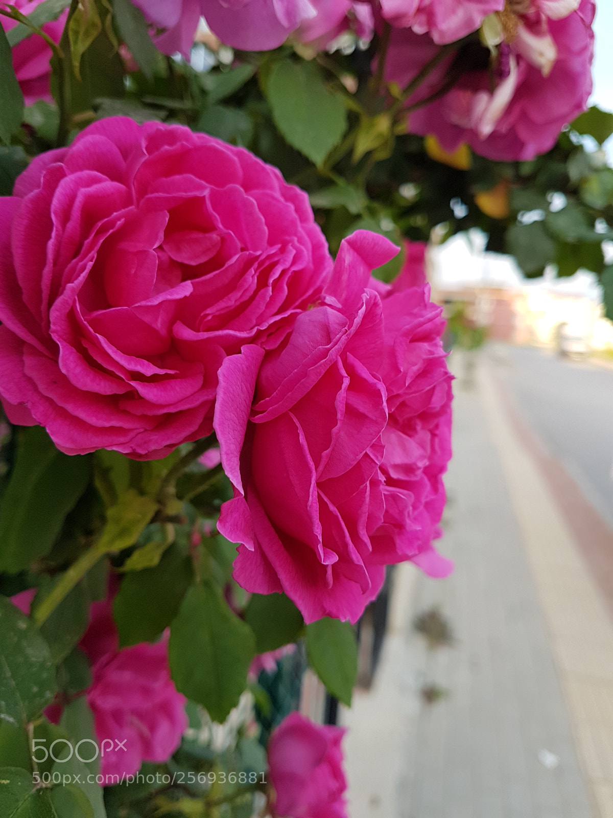 Samsung Galaxy S7 Edge sample photo. Untitled photography