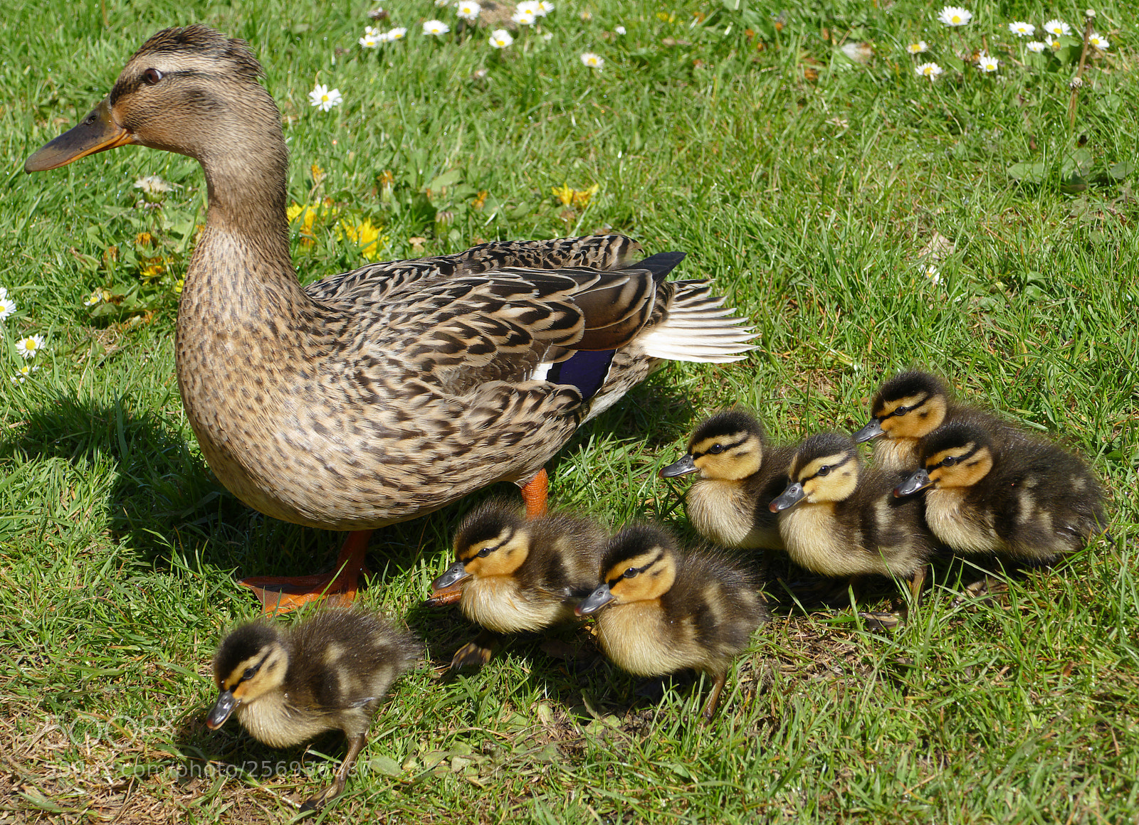 Panasonic Lumix DMC-FZ1000 sample photo. Duck and ducklings in photography