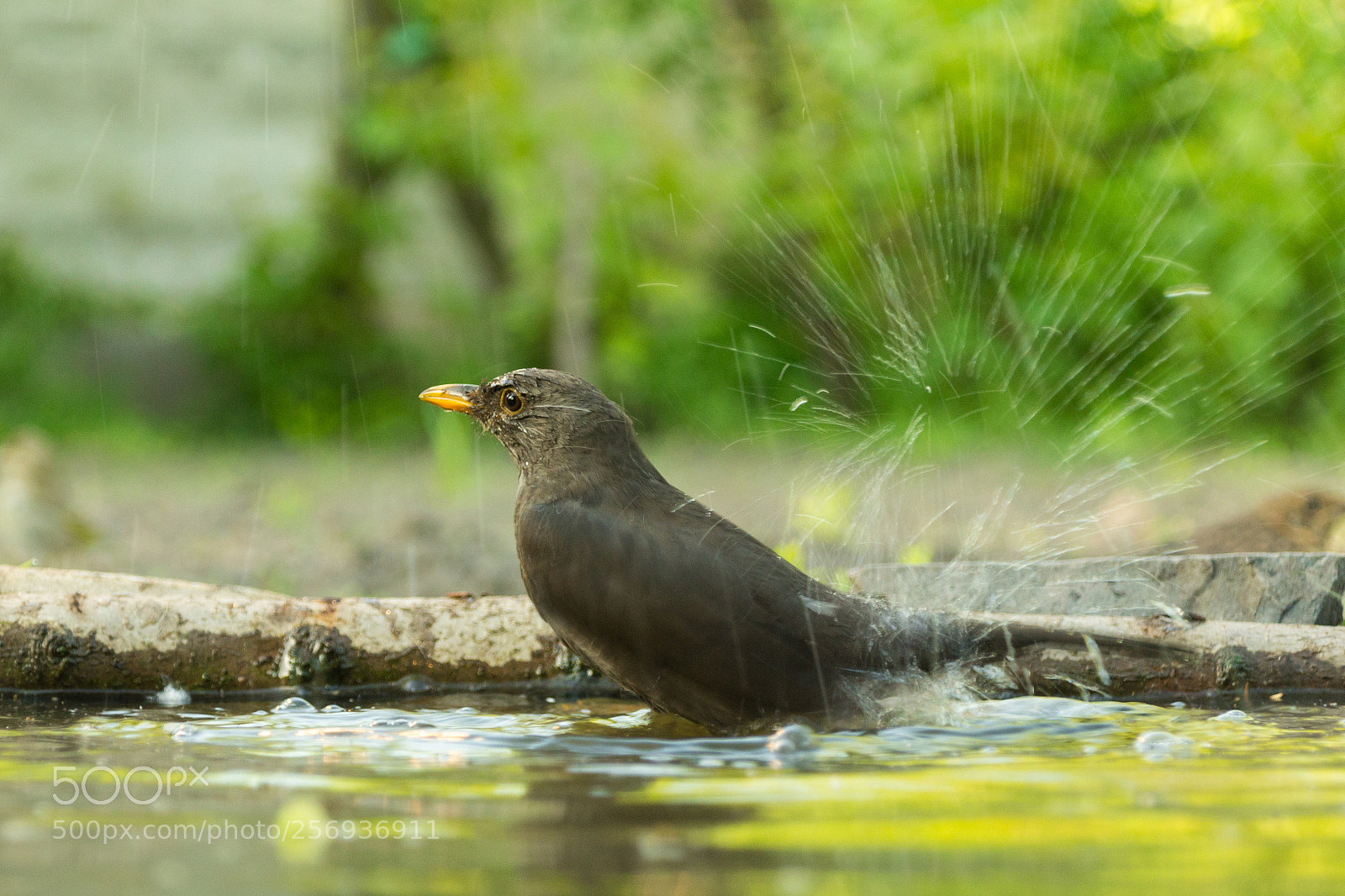 Canon EOS 100D (EOS Rebel SL1 / EOS Kiss X7) sample photo. Morning bathing photography