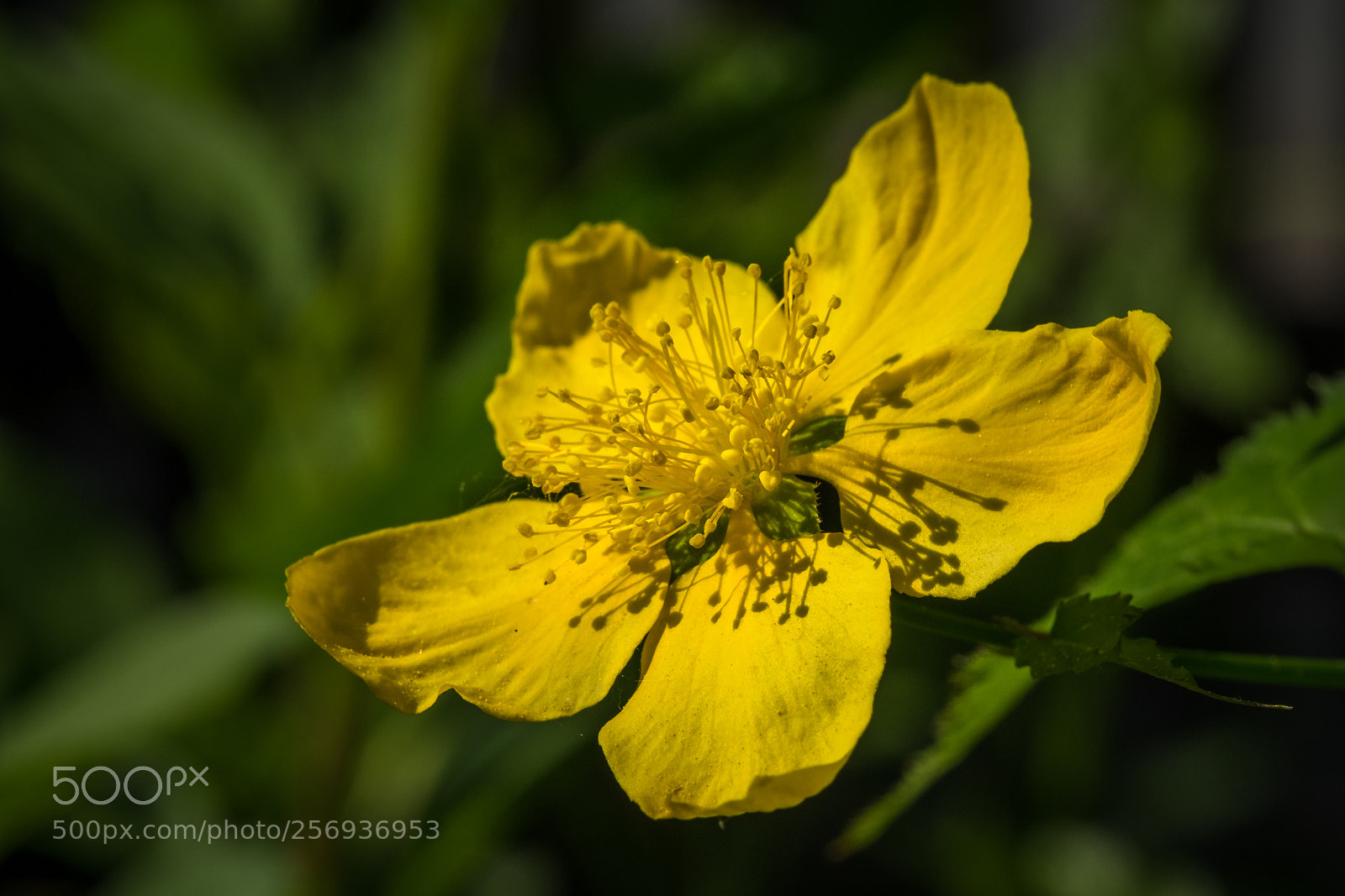 Fujifilm X-T1 sample photo. In der hecke photography