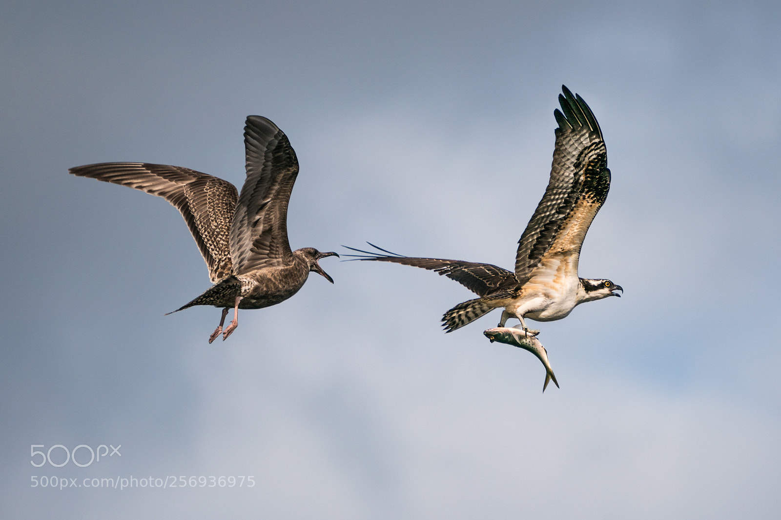 Sony a9 sample photo. Osprey vs. gull v photography