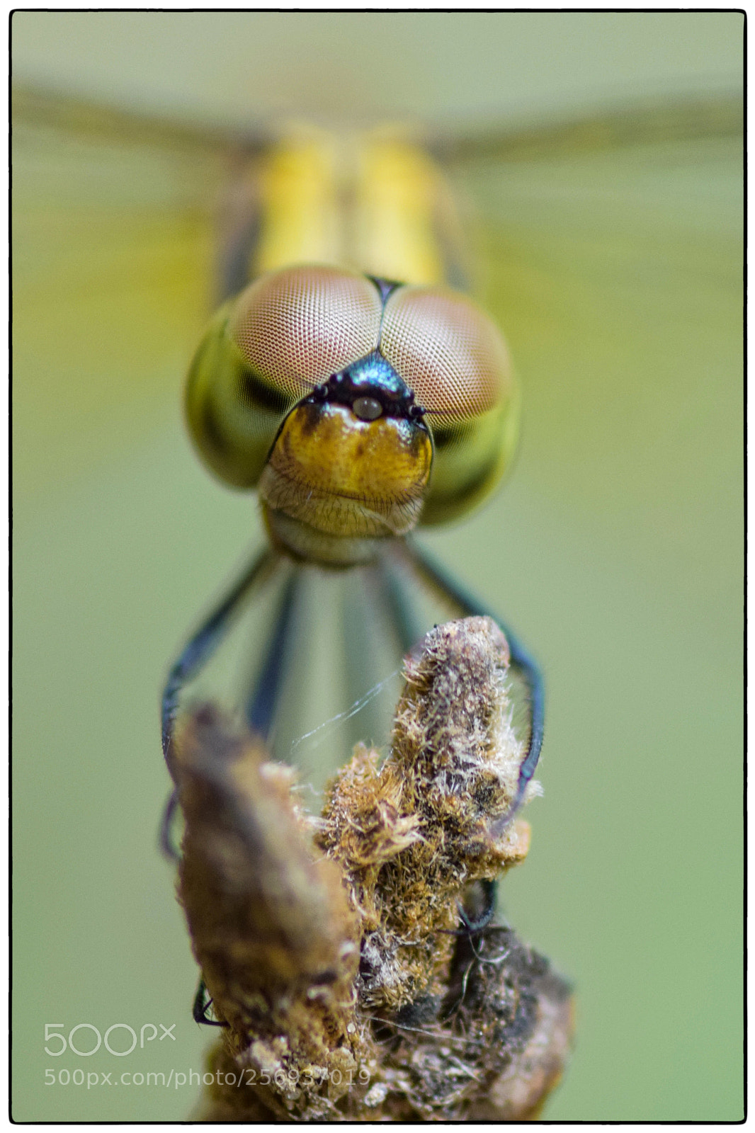 Nikon D5300 sample photo. Dragonfly photography