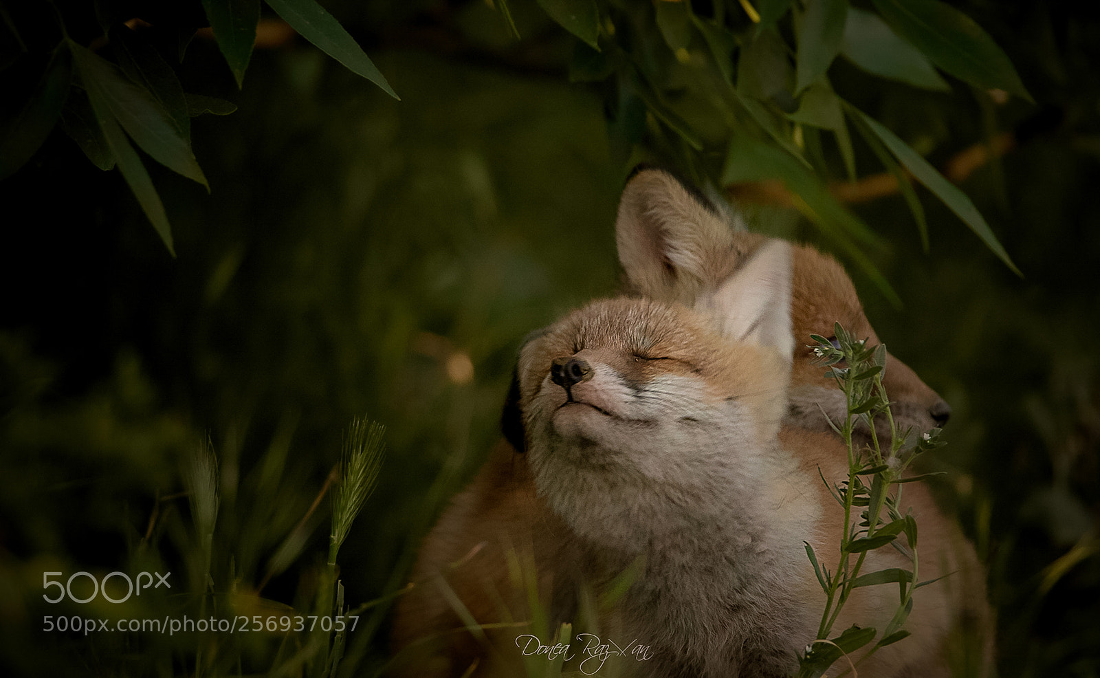 Canon EOS 7D Mark II sample photo. Red fox photography