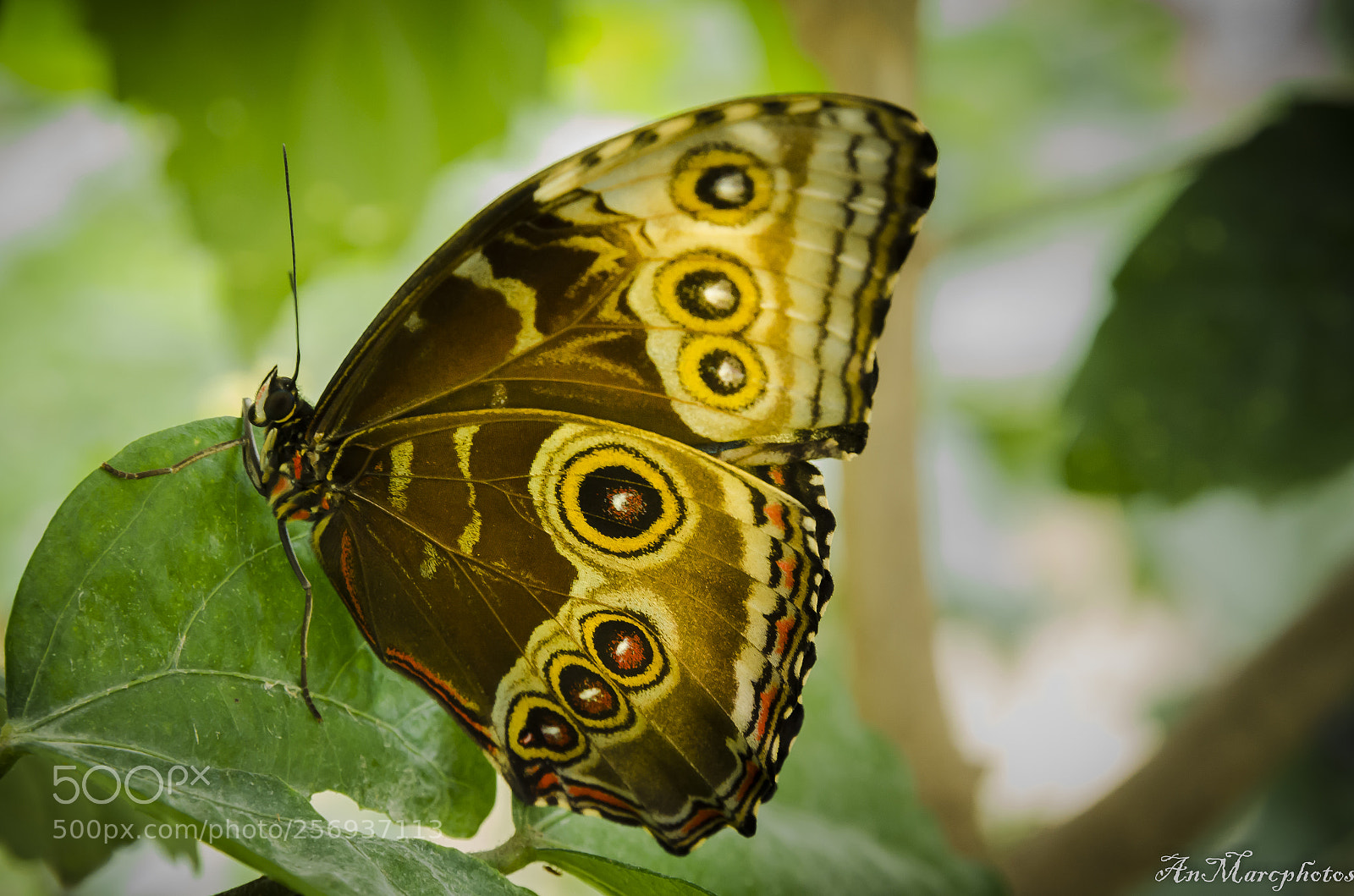 Nikon D7000 sample photo. Papillon butterfly () photography