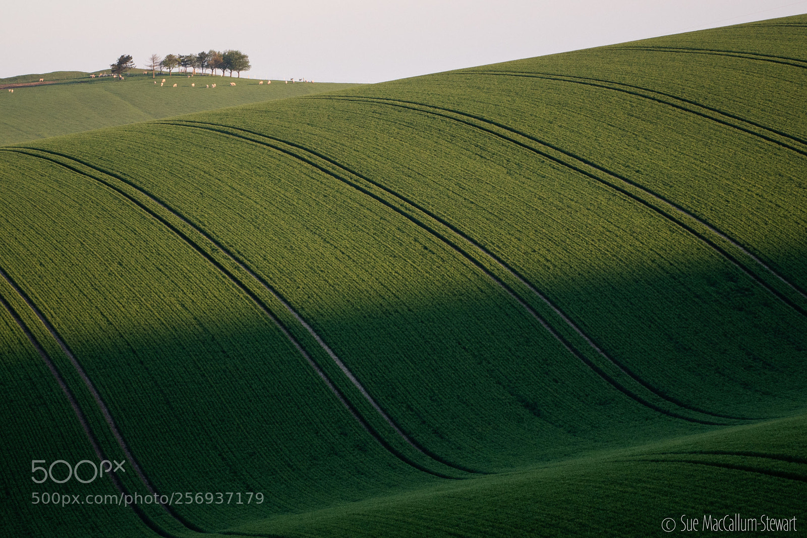 Olympus OM-D E-M1 Mark II sample photo. Sheep, shadows and stripes photography