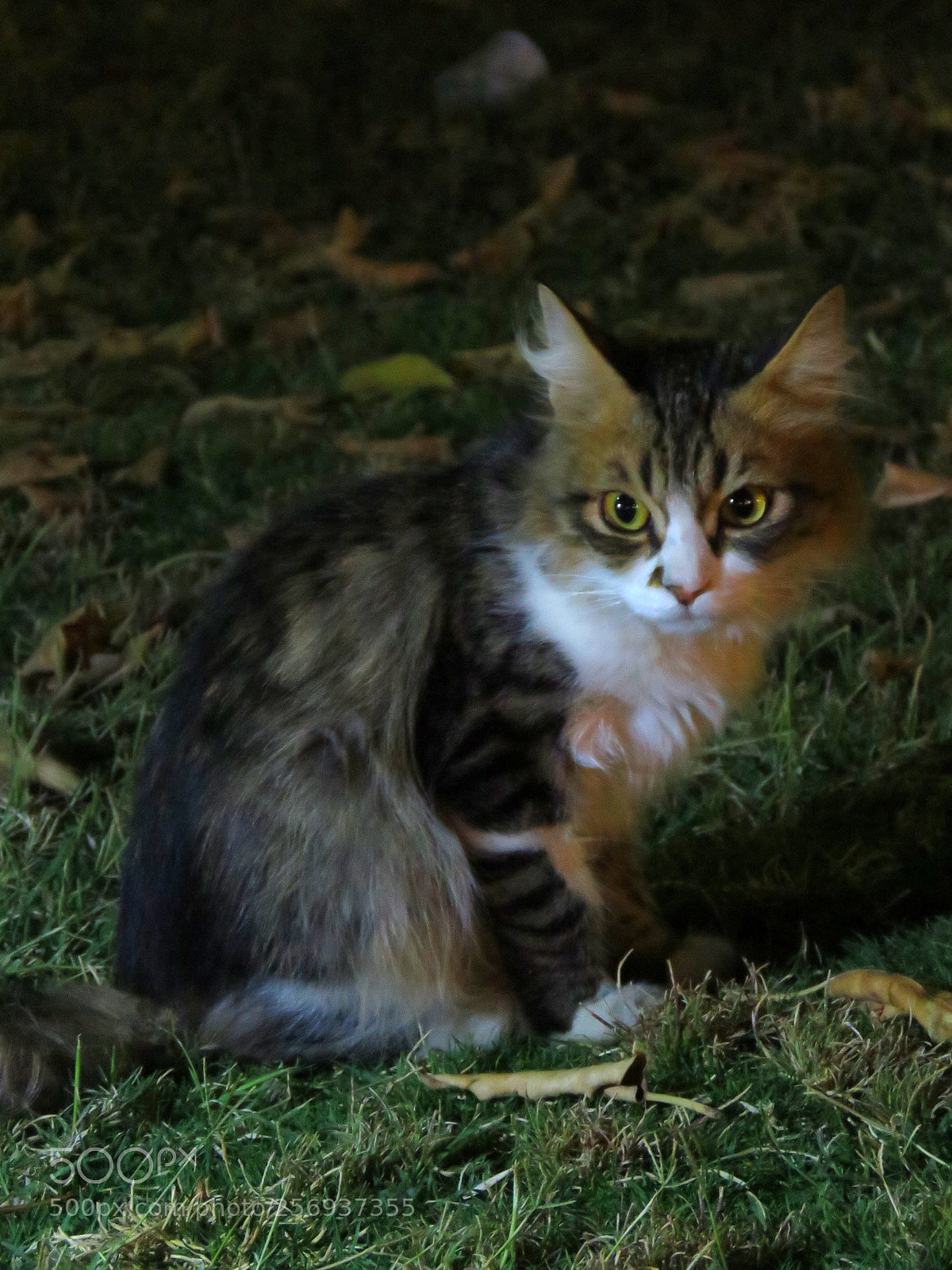 Canon PowerShot SX60 HS sample photo. Cat photography
