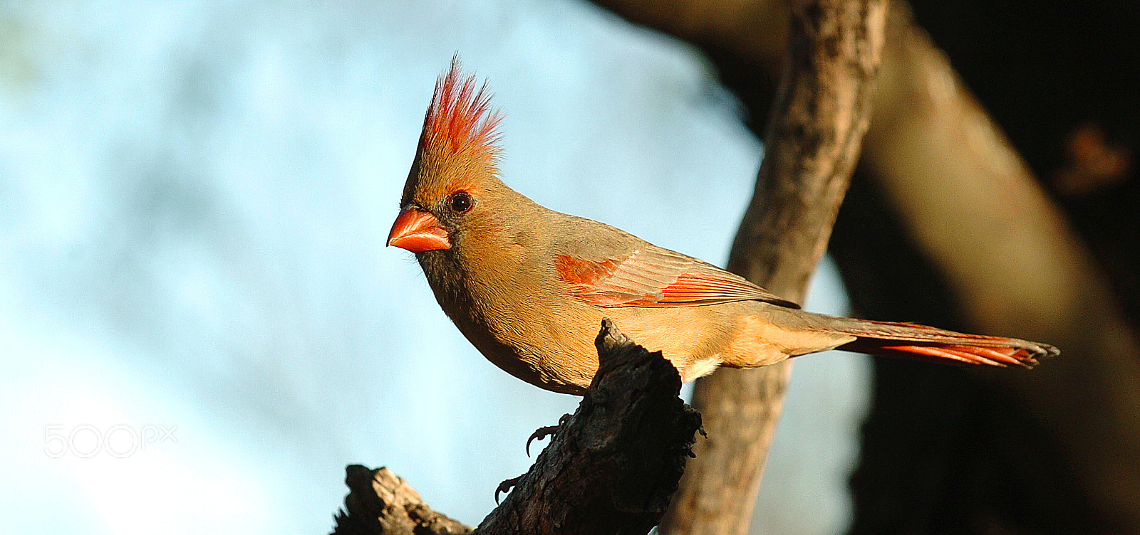 Nikon D2H sample photo. Female cardinal dsc_5986 photography