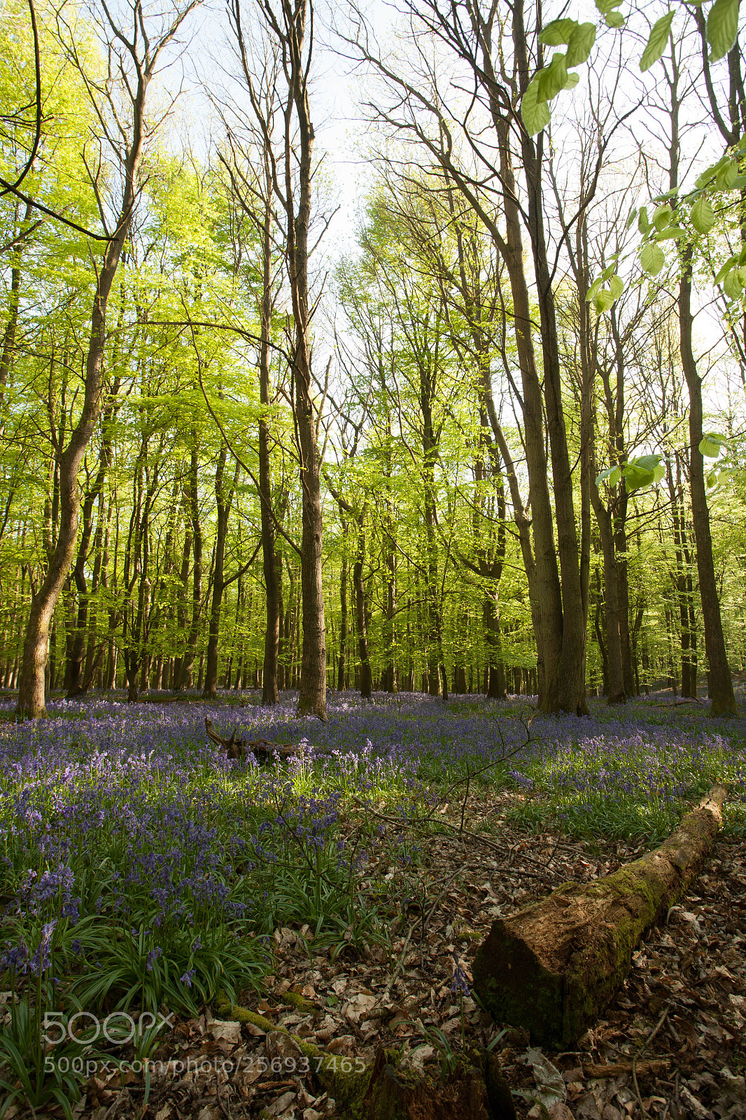 Canon EOS 5D sample photo. Spring bluebells photography