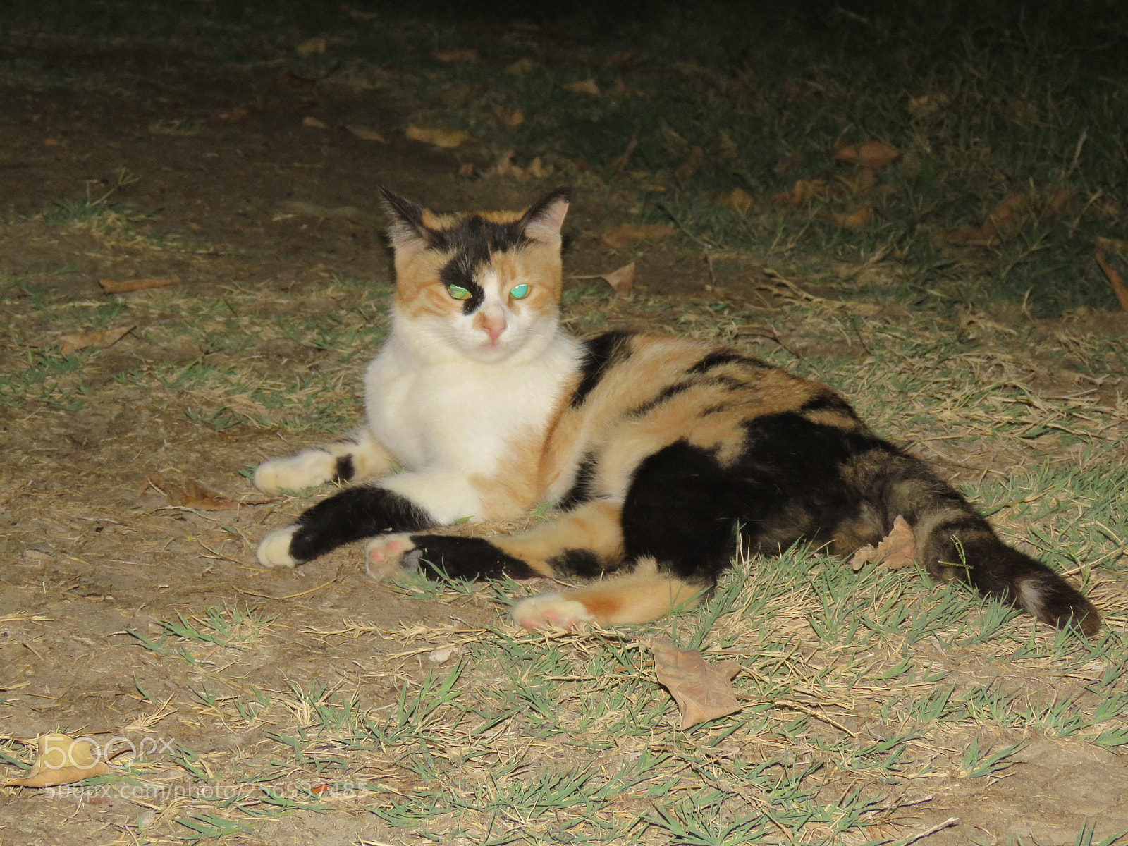 Canon PowerShot SX60 HS sample photo. Cat photography