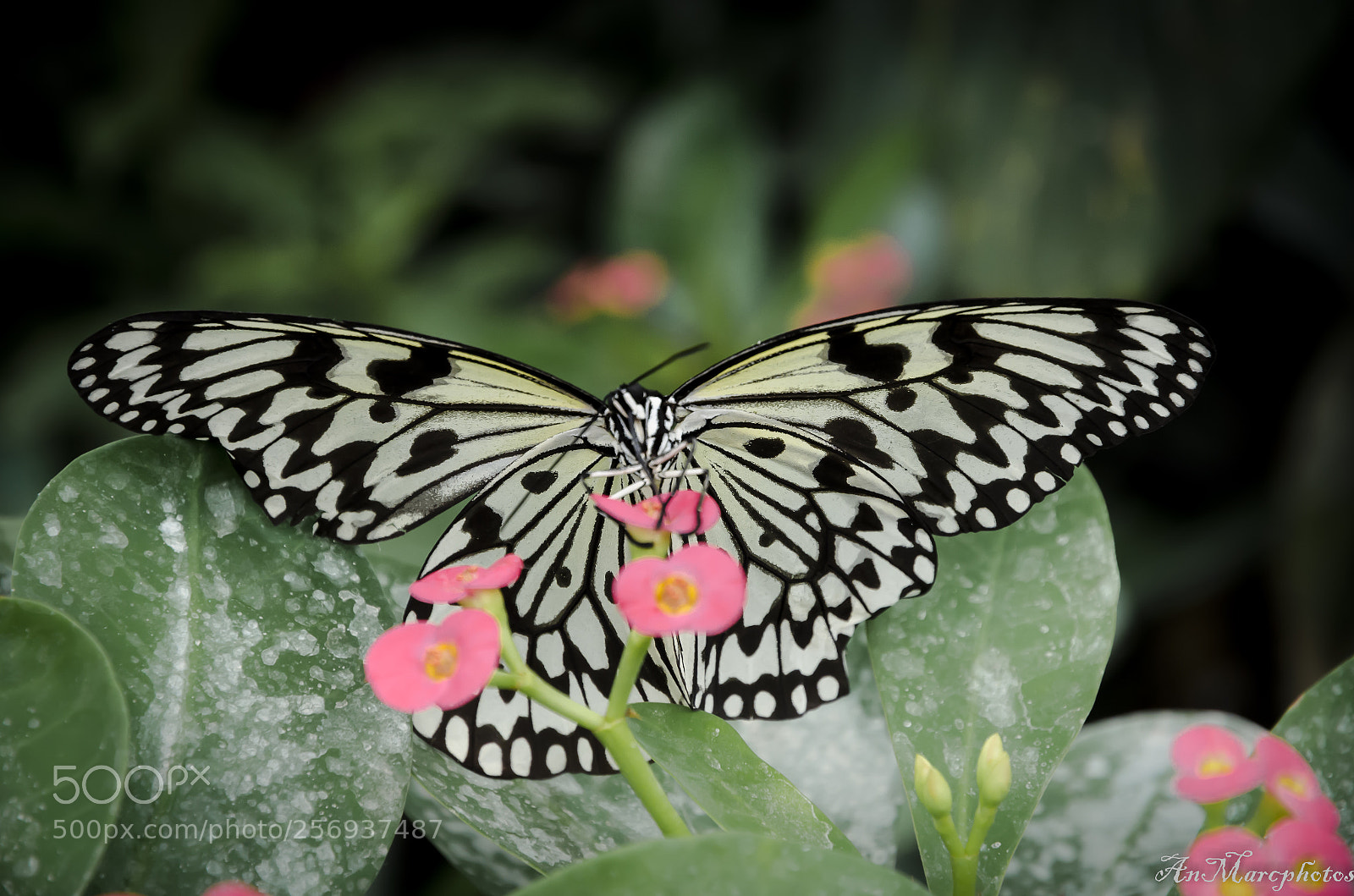 Nikon D7000 sample photo. Papillon butterfly () photography