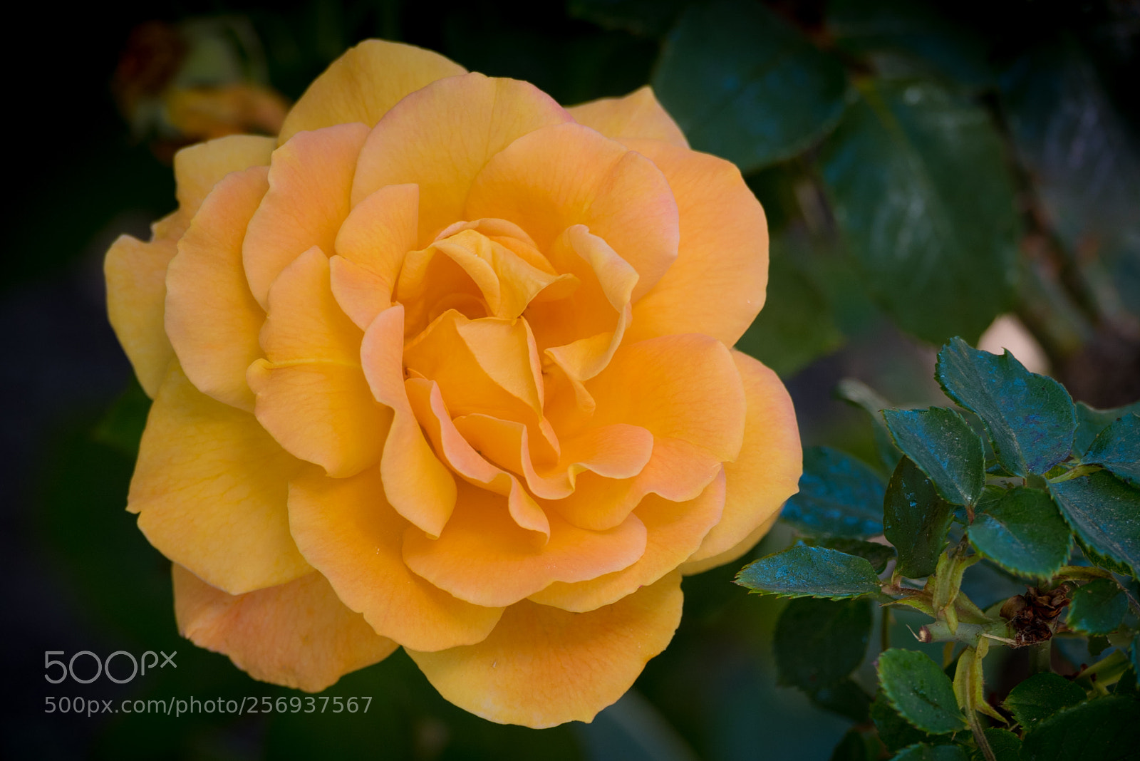 Nikon D750 sample photo. A blooming peach photography