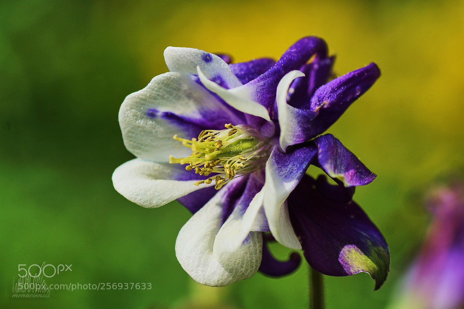 Sony ILCA-77M2 sample photo. Unsre farben wei und photography