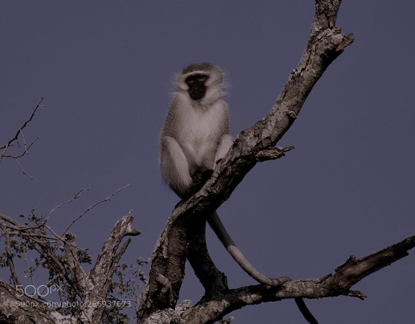 Nikon D90 sample photo. I look at you photography
