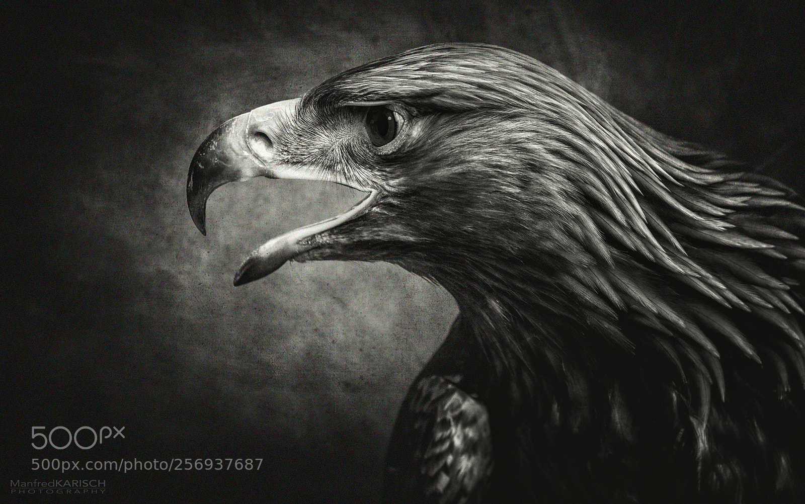 Canon EOS-1D X sample photo. Golden eagle photography