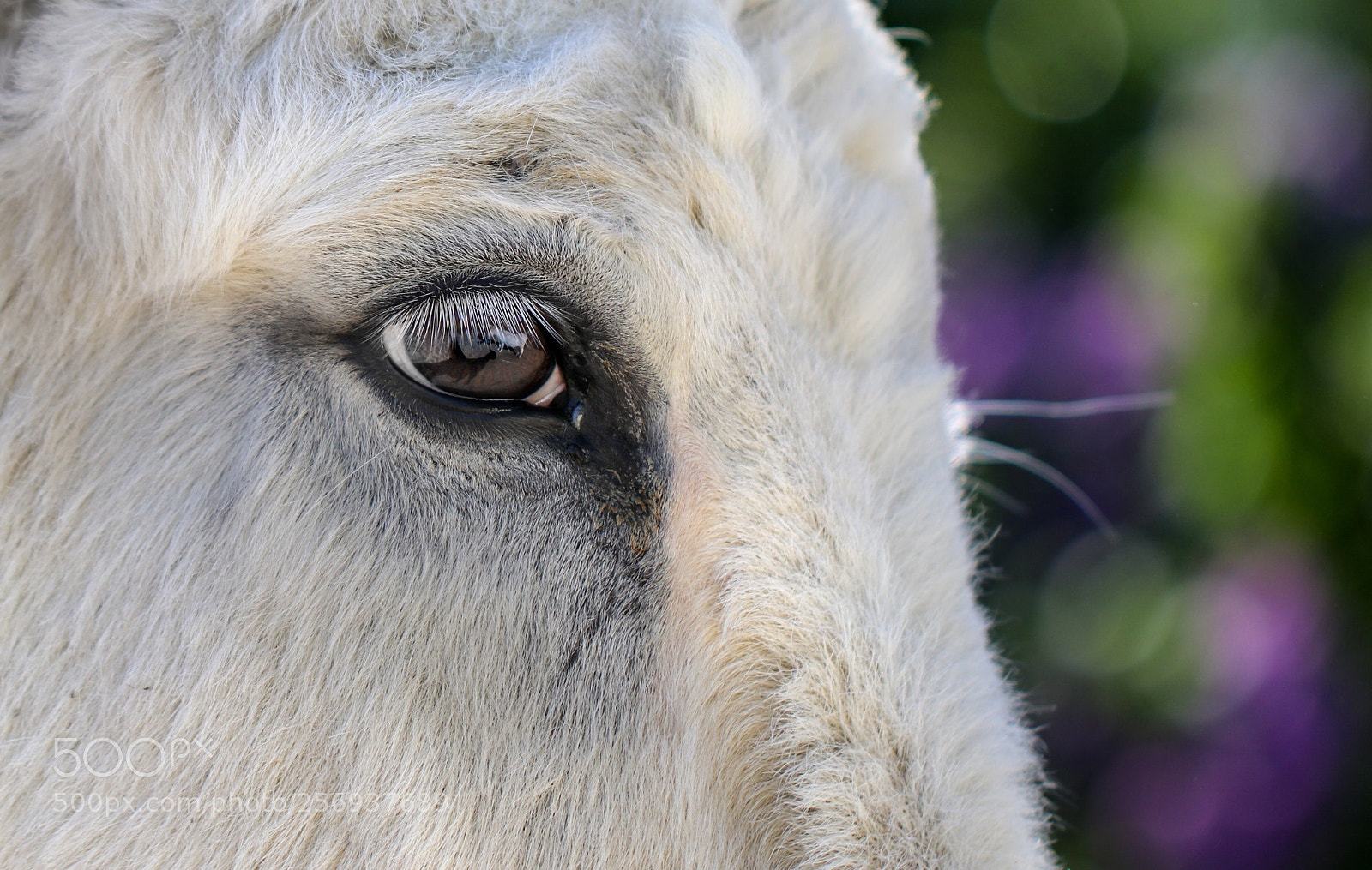 Canon EOS 80D sample photo. White donkey dreams photography
