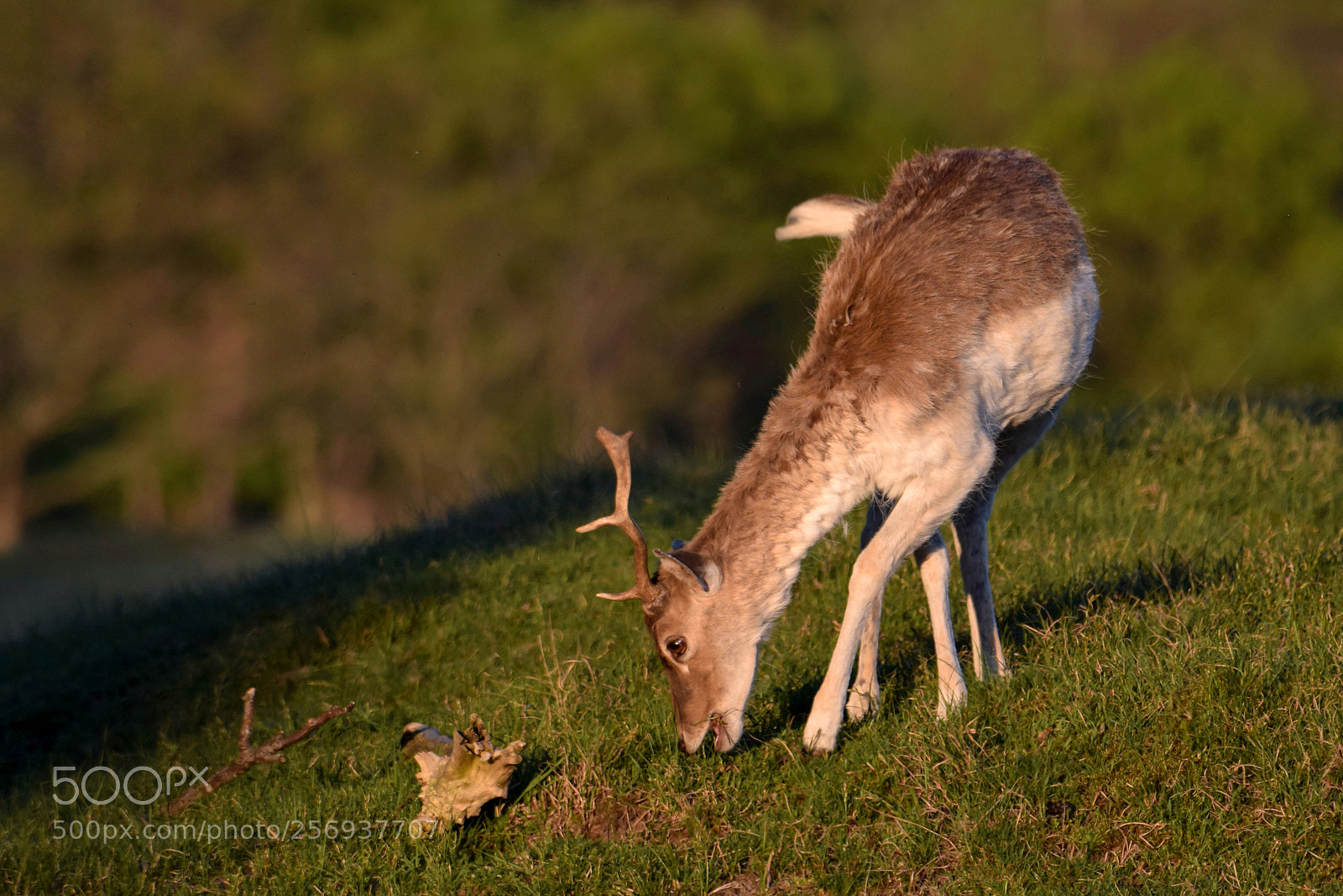 Nikon D3300 sample photo. Fallow deer photography