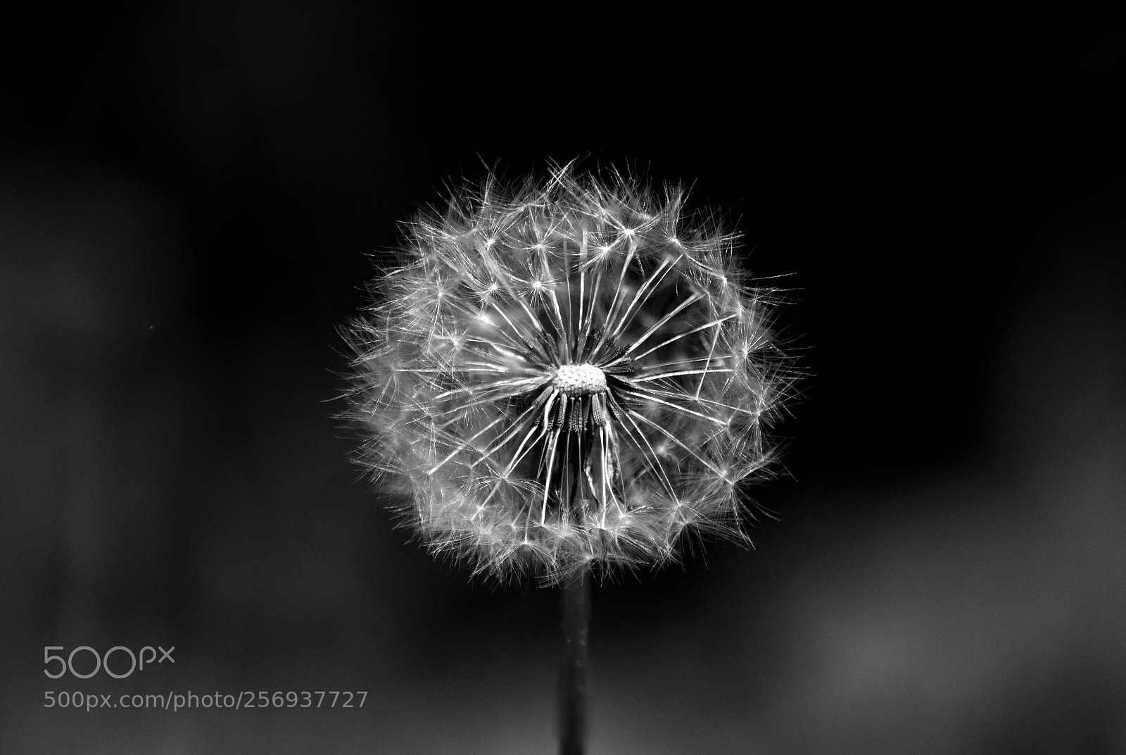 Canon EOS 7D sample photo. Dandelion photography