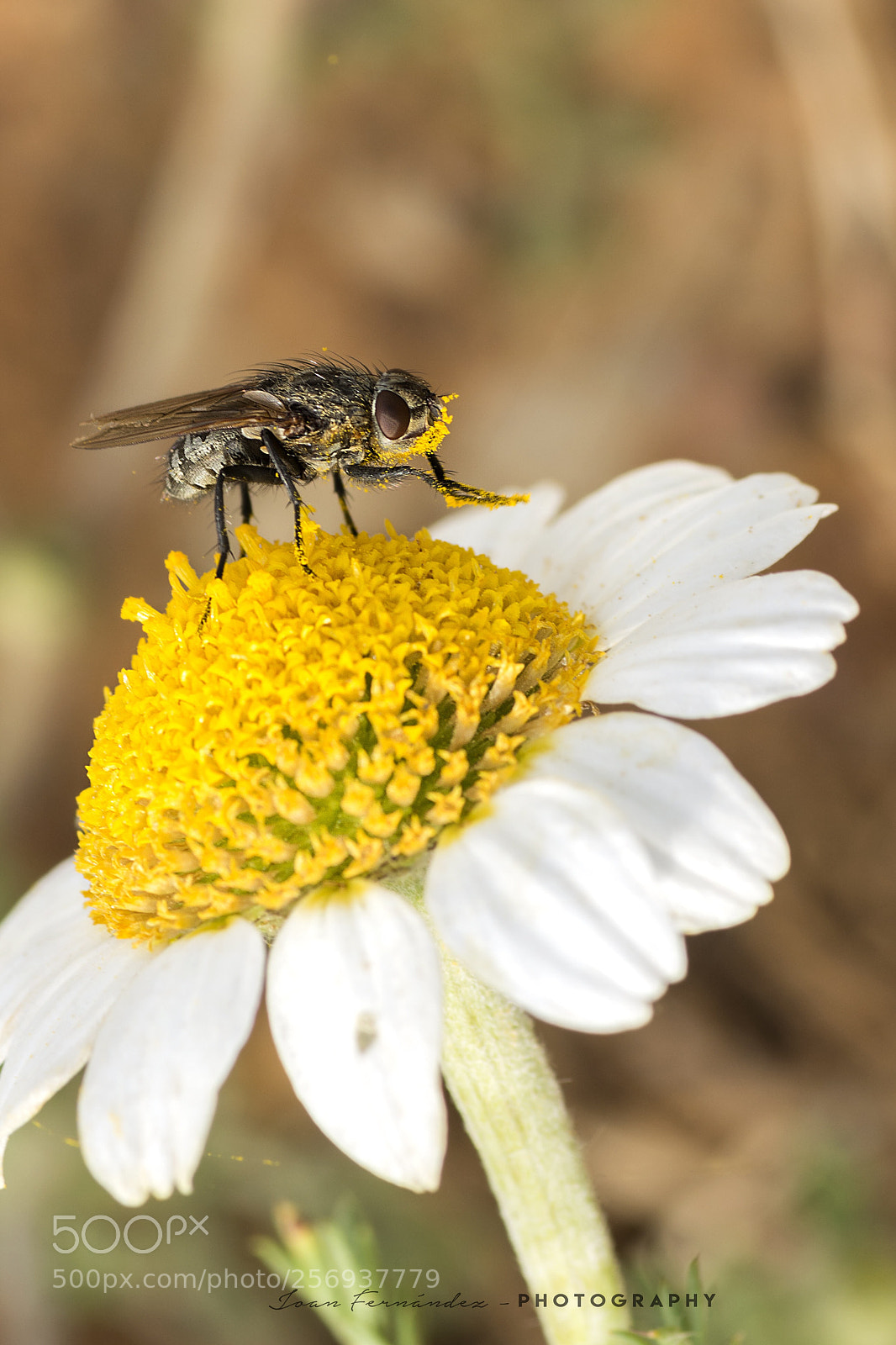 Nikon D7200 sample photo. Enjoying the spring photography