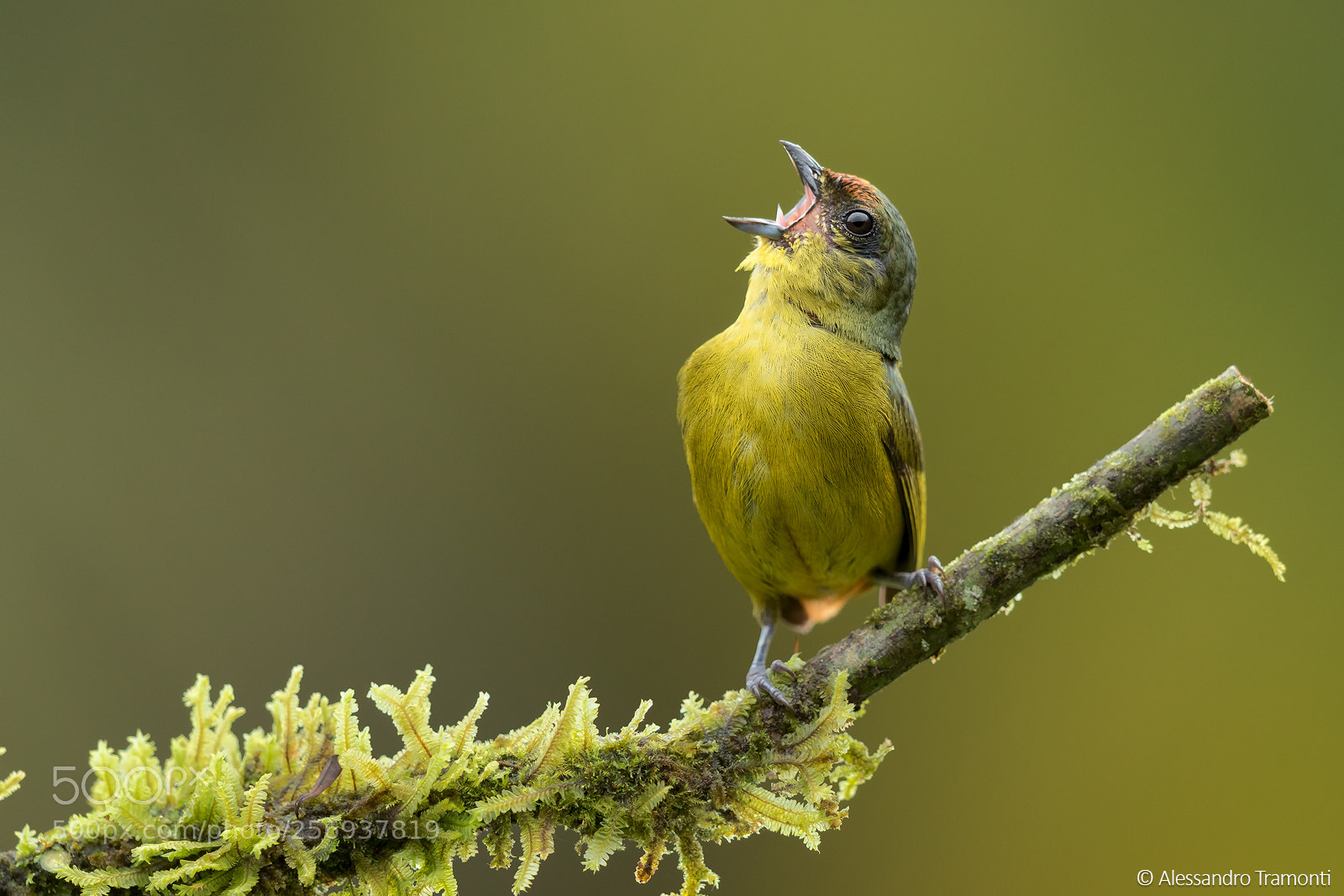 Canon EOS 5D Mark IV sample photo. Olive-backed euphonia photography