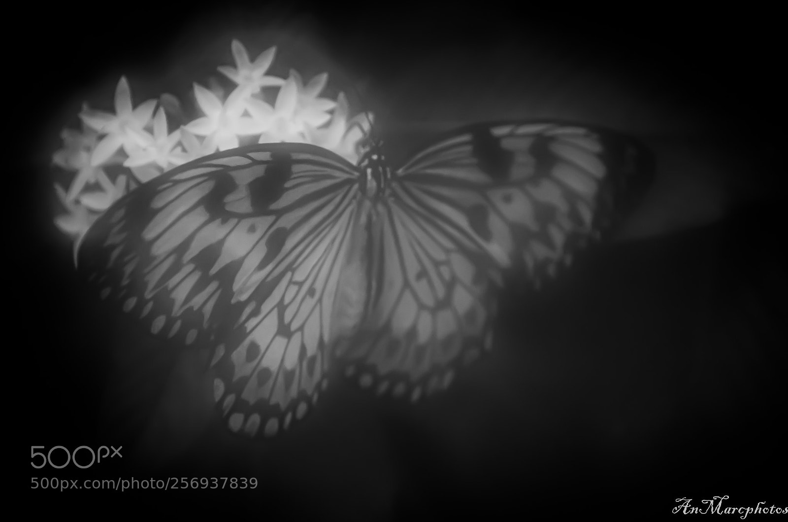 Nikon D7000 sample photo. Papillon butterfly () photography