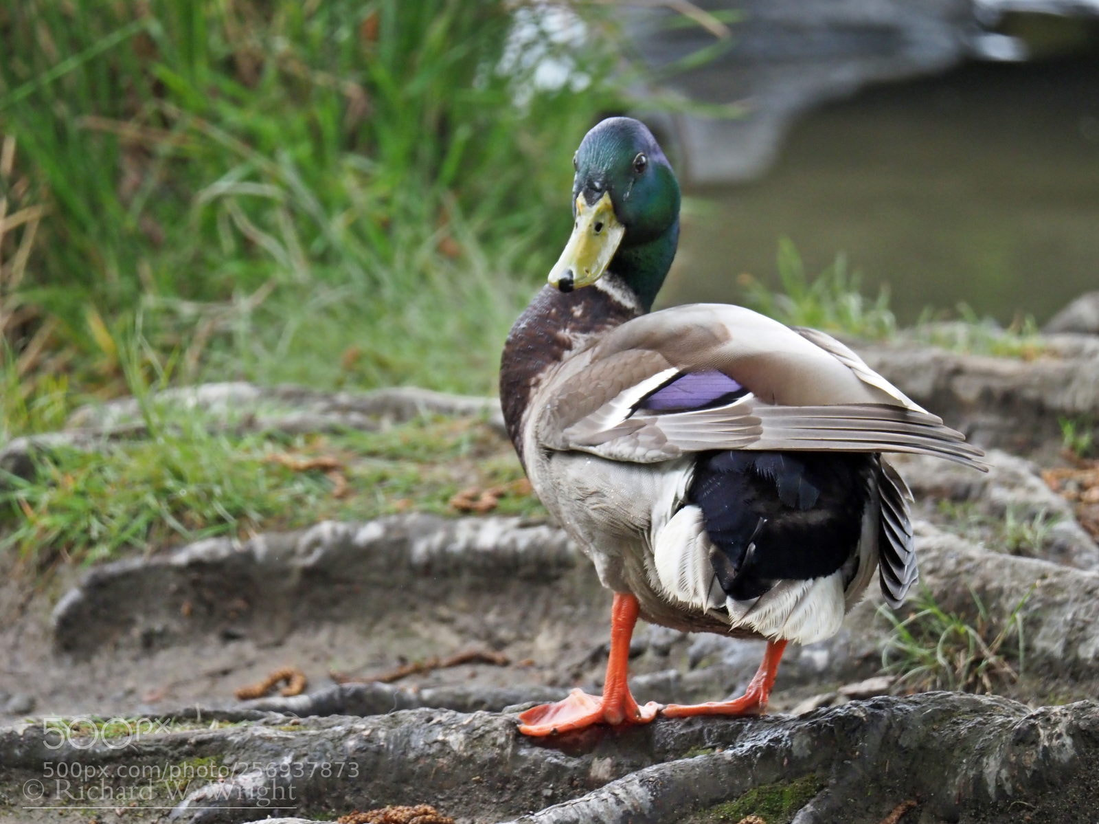 Olympus OM-D E-M1 Mark II sample photo. Drake photography