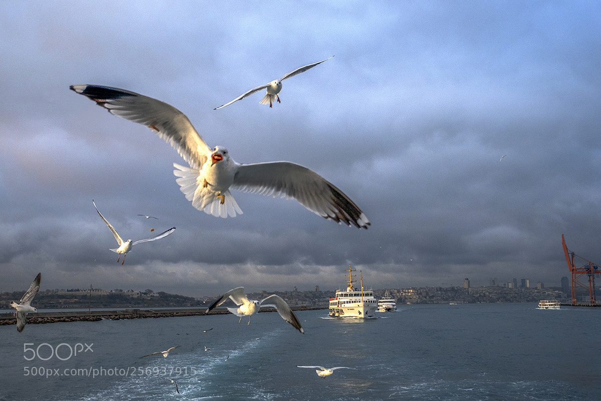 Fujifilm X-T2 sample photo. Martılar photography