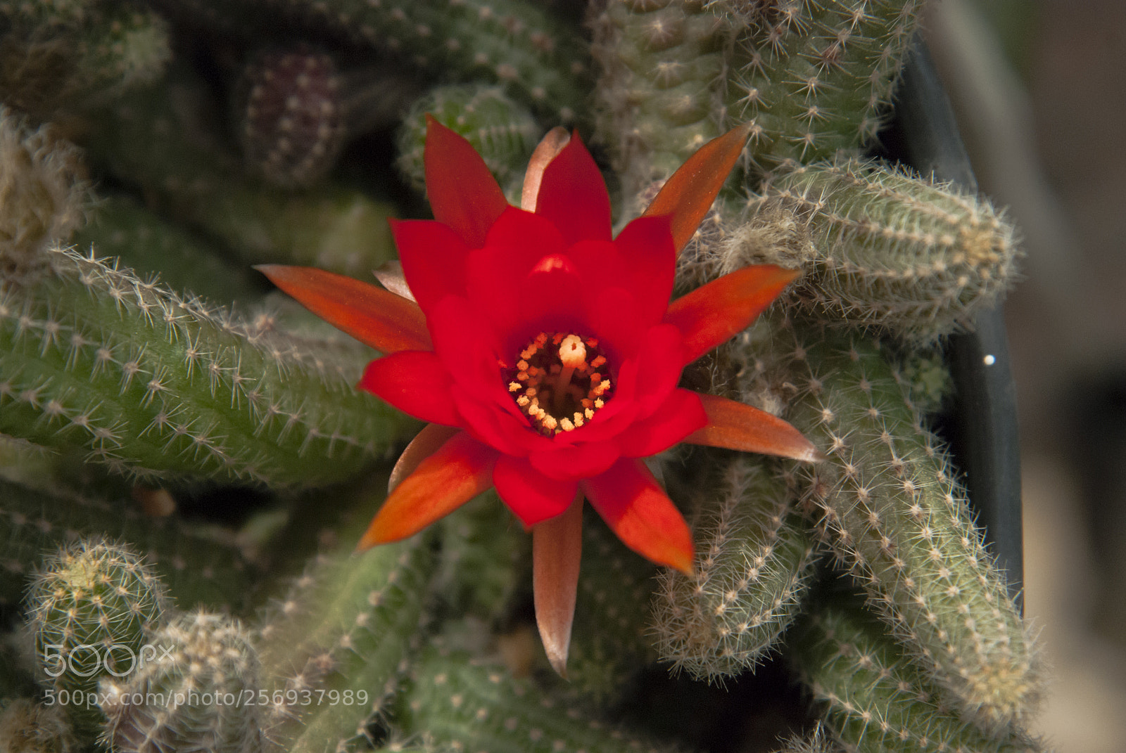 Nikon D80 sample photo. Flower1 photography