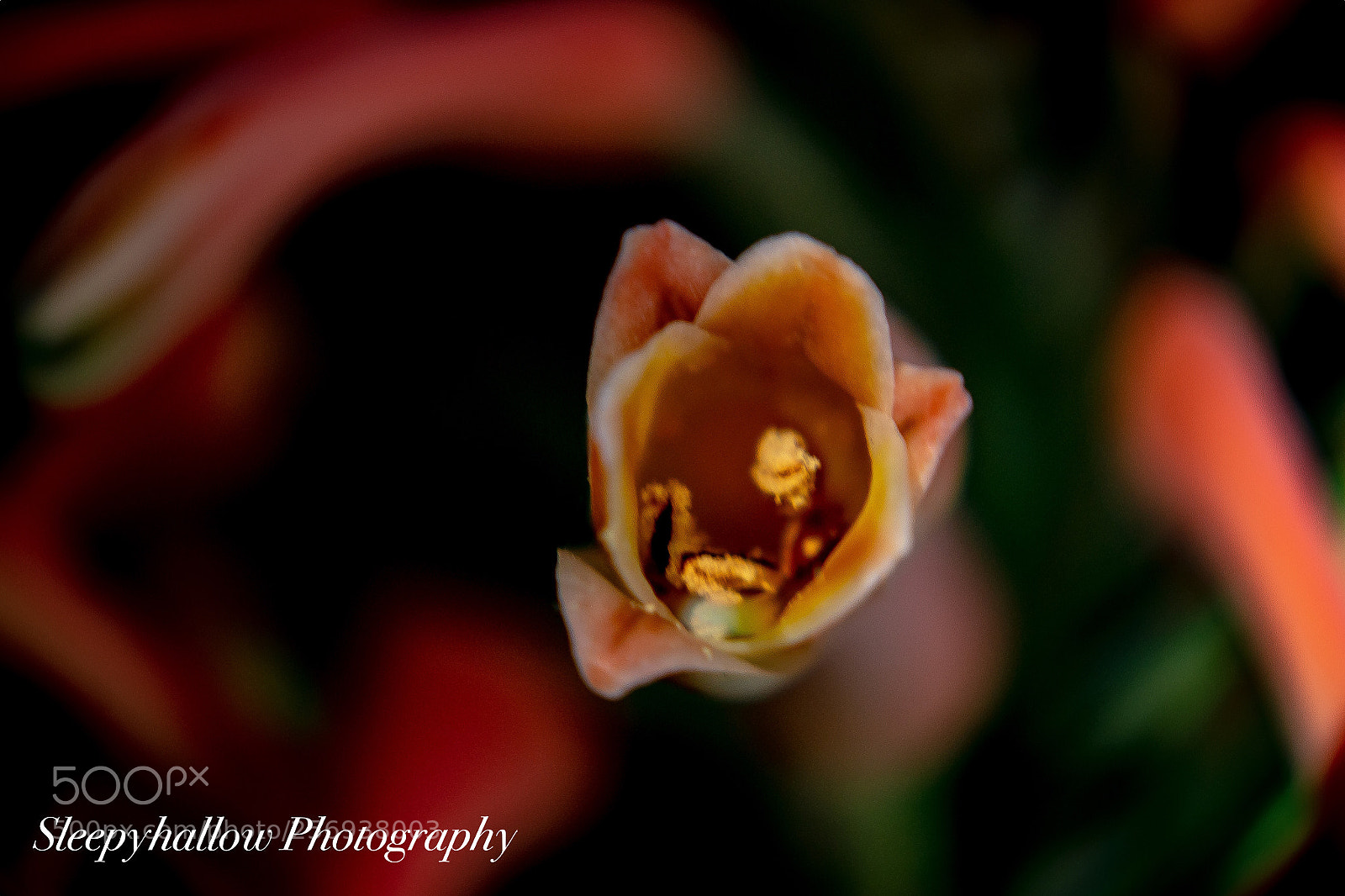 Canon EOS 1300D (EOS Rebel T6 / EOS Kiss X80) sample photo. Aloe vera blossoms photography