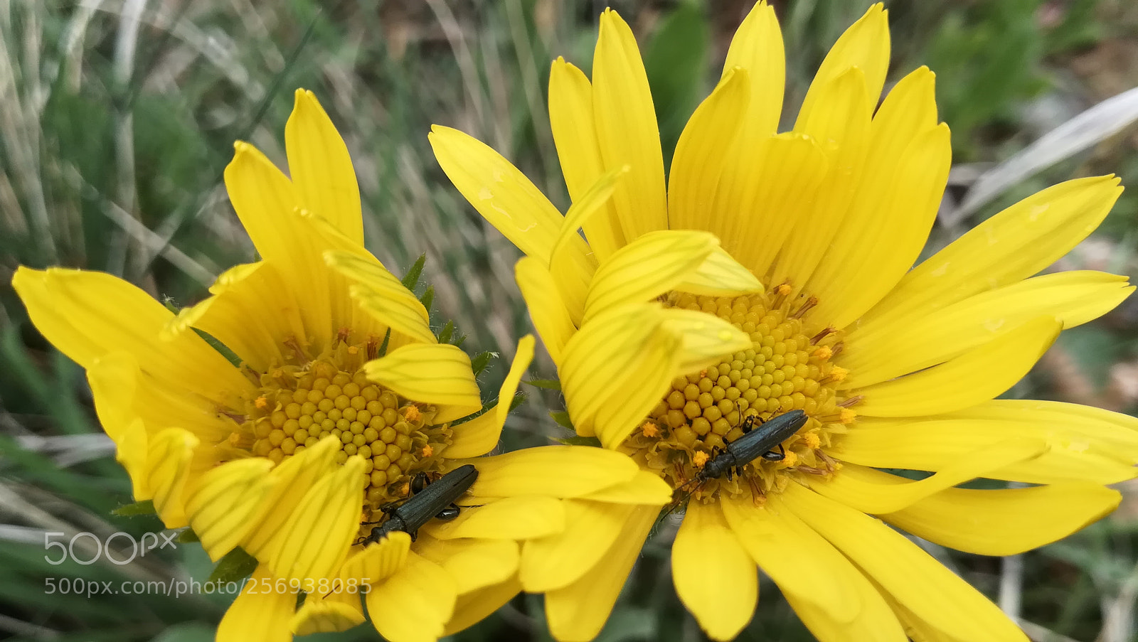 HUAWEI P10 lite sample photo. Flowers photography