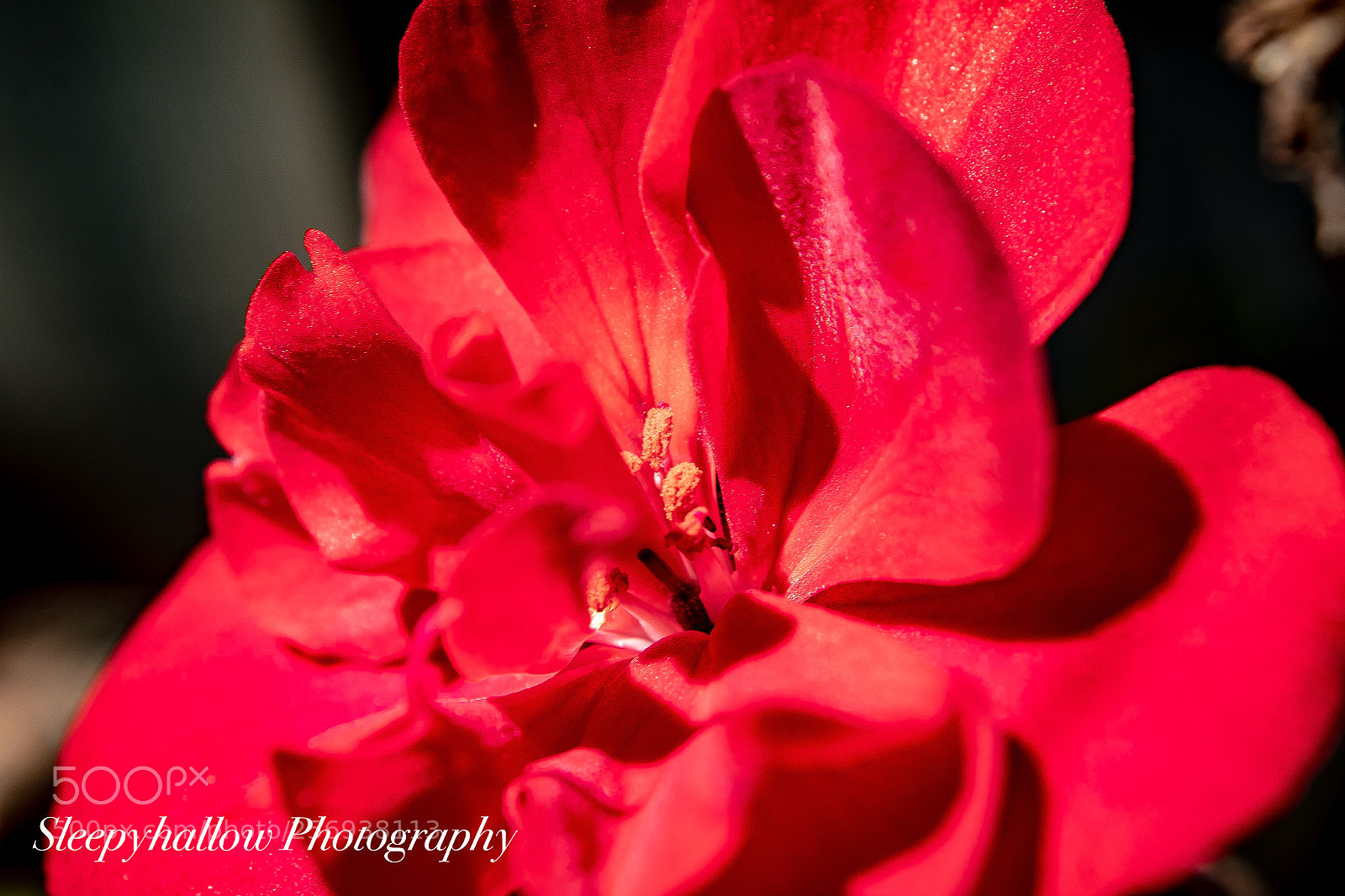 Canon EOS 1300D (EOS Rebel T6 / EOS Kiss X80) sample photo. Geranium in red photography