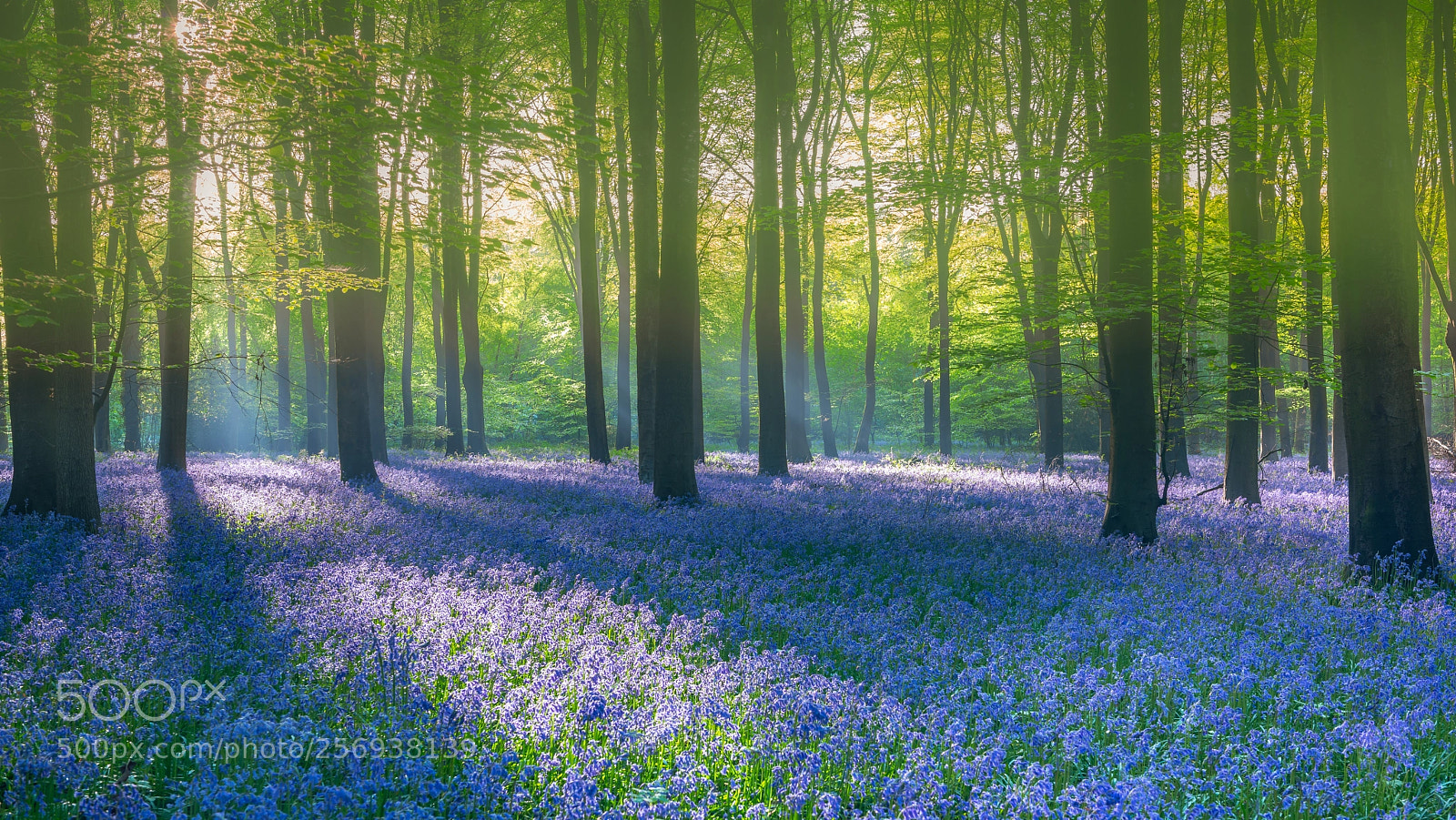 Nikon D800 sample photo. Out amoungst the bluebells photography