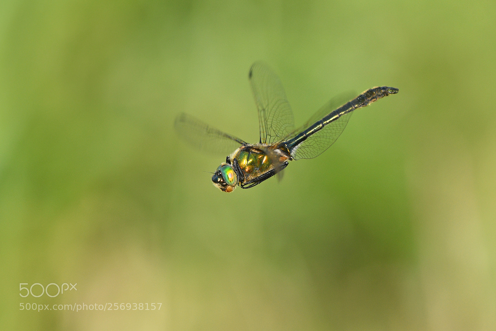 Nikon D500 sample photo. Downy emerald photography