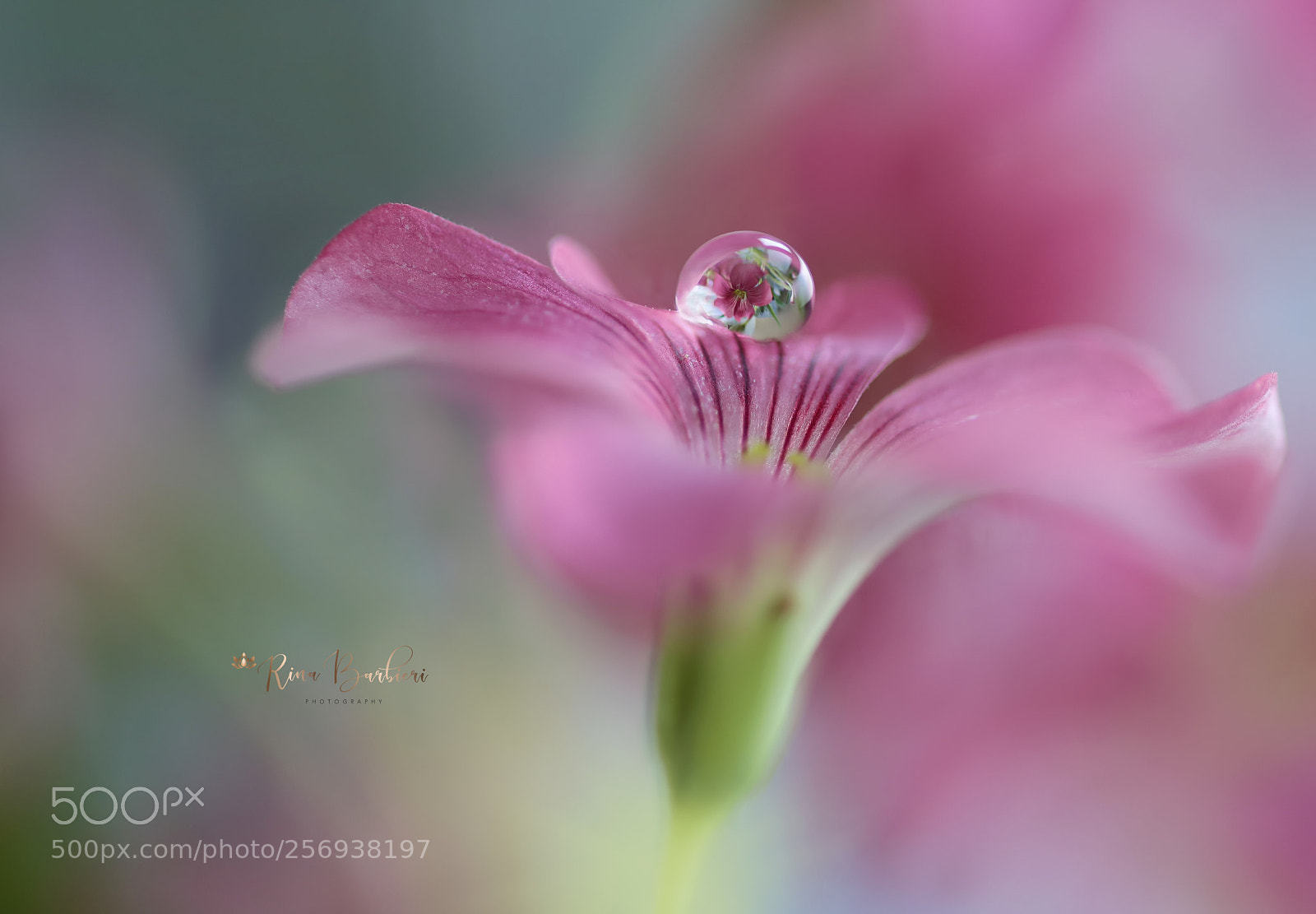 Canon EOS 750D (EOS Rebel T6i / EOS Kiss X8i) sample photo. Oxalis photography
