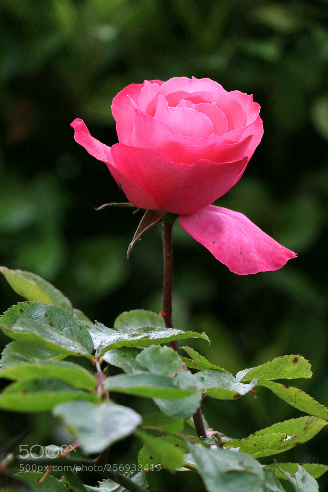 Canon EOS 80D sample photo. Rose photography