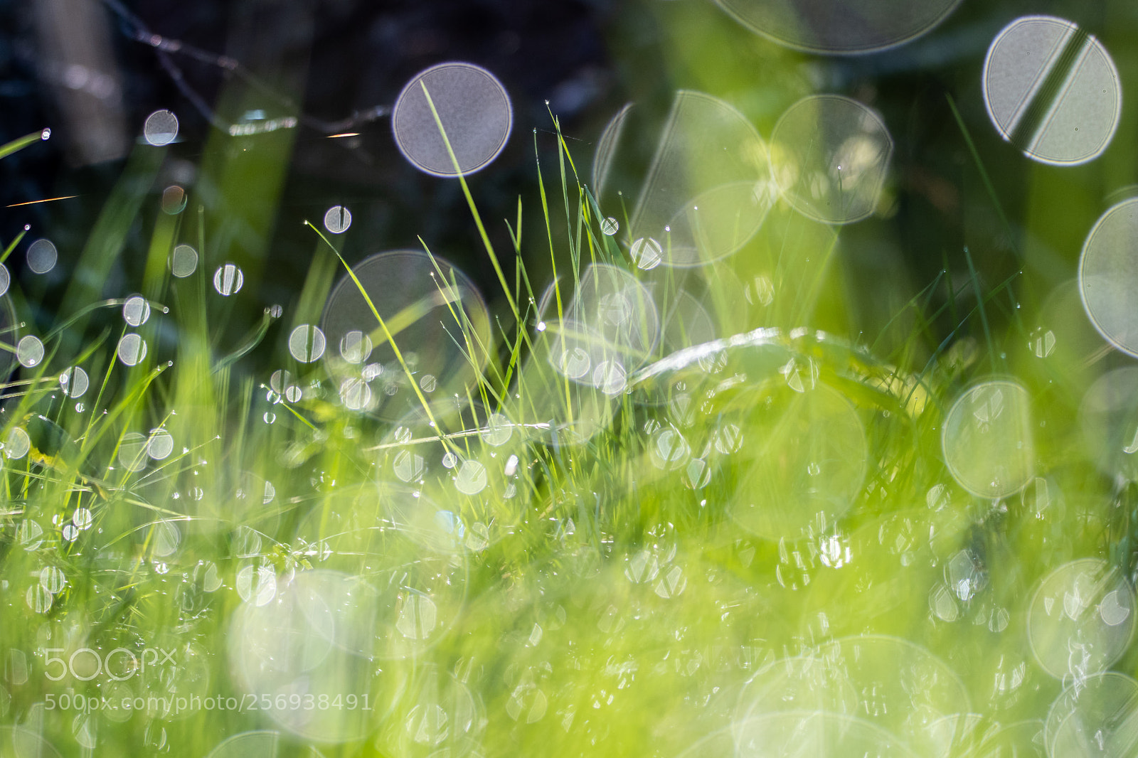 Nikon D500 sample photo. X photography