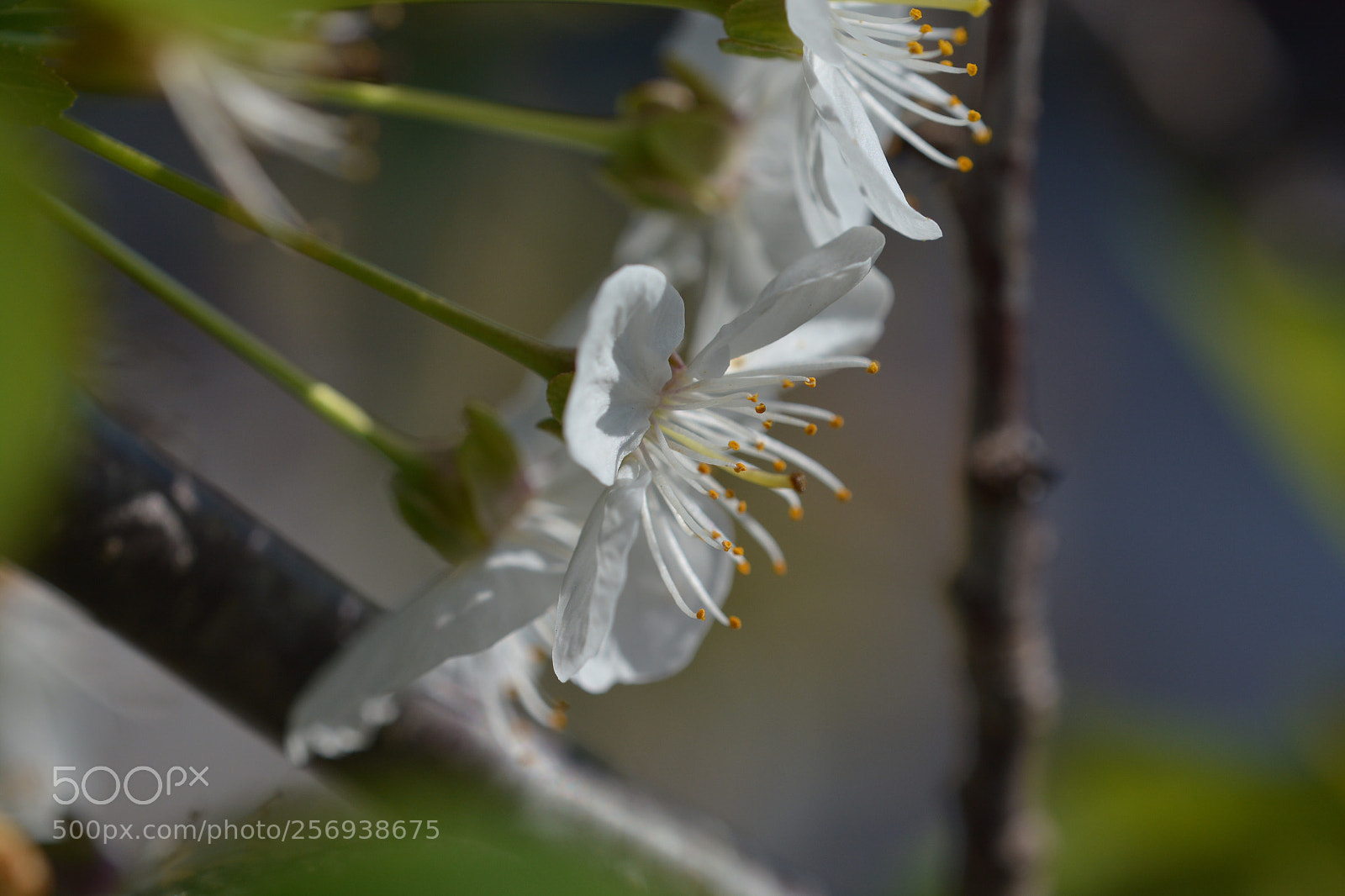 Nikon D7100 sample photo. Untitled photography