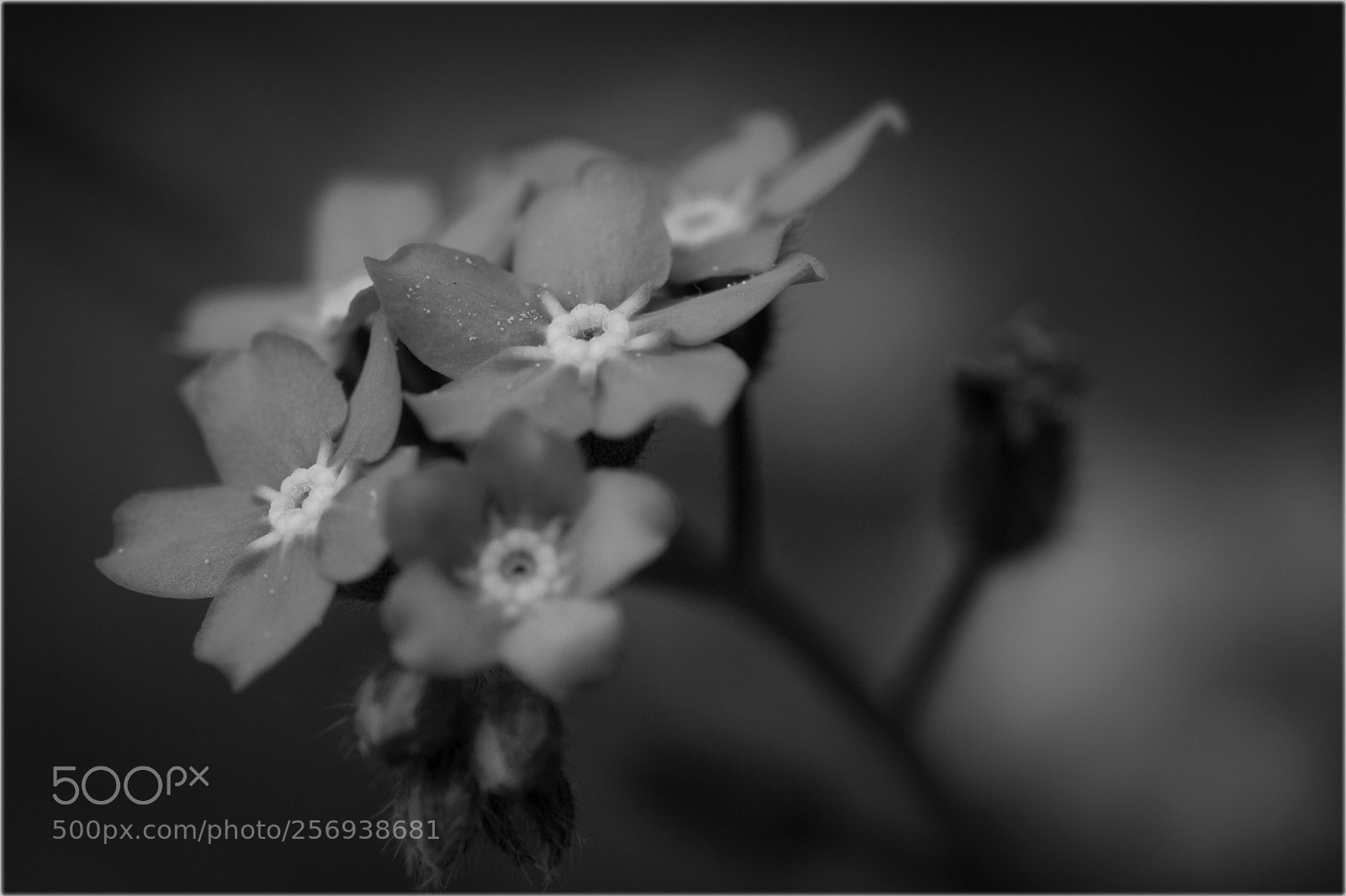 Canon EOS 7D sample photo. Flowers black and white photography