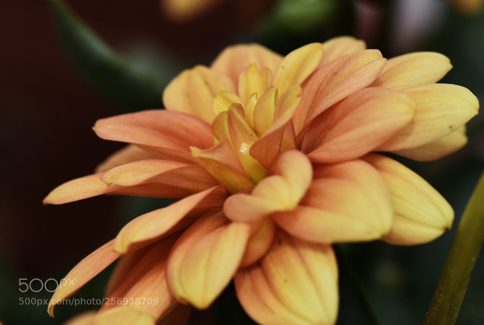 Nikon D7200 sample photo. Dalia en flor photography