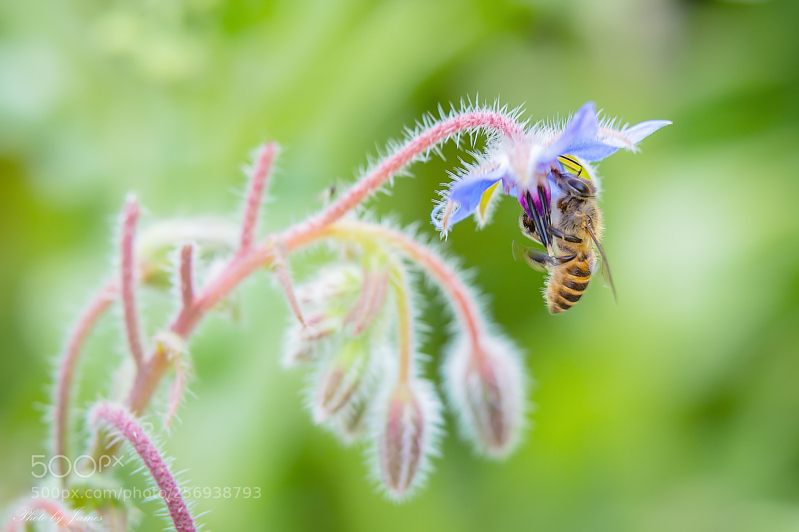 Canon EOS 60D sample photo. 花之蜜1 photography