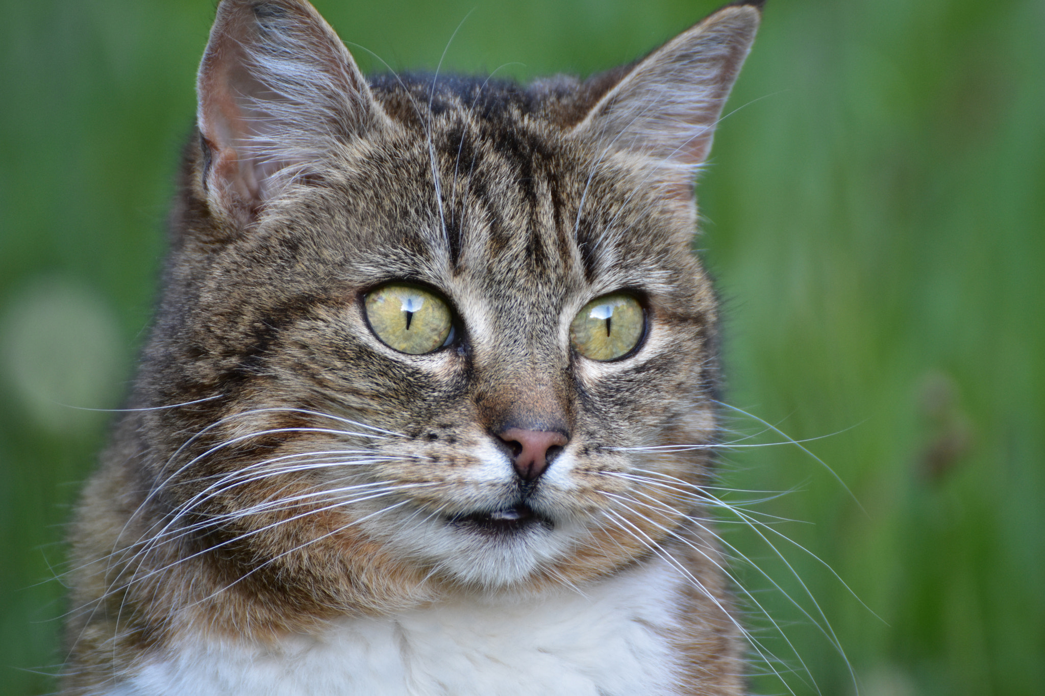 Nikon D7200 sample photo. Tiger photography